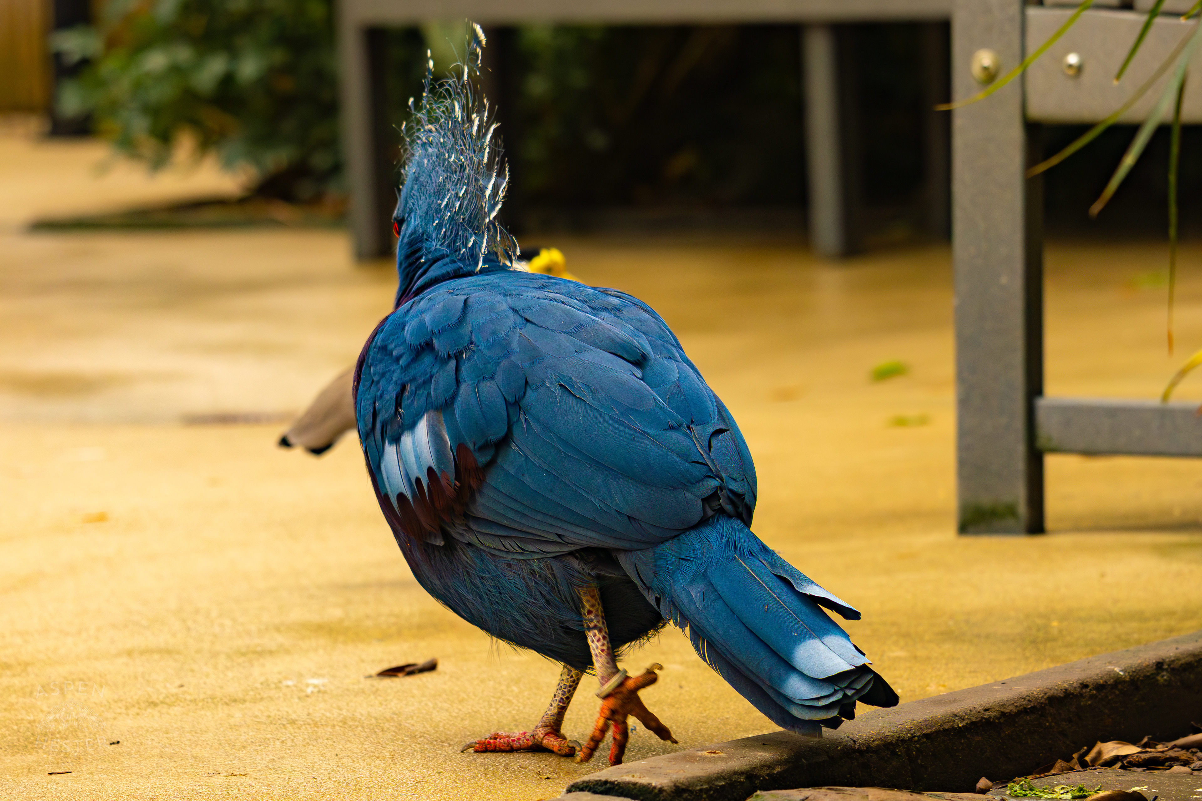 A Victoria Crowned Pigeon Prances Around The Rainforest Inside The National Aviary in Pittsburgh Pennsylvania. February 26th, 2025/Aspen Hester