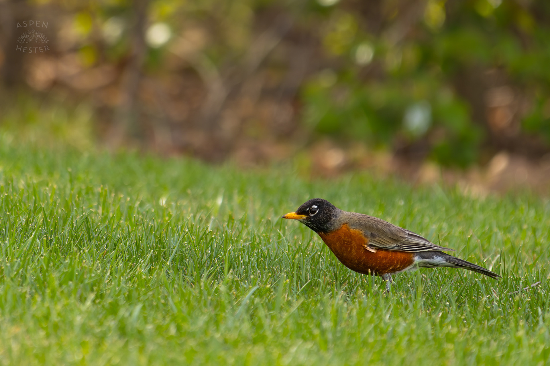 A Robin Hunts for Worms in My Neighbor's Yard. March 29th, 2026/Aspen Hester