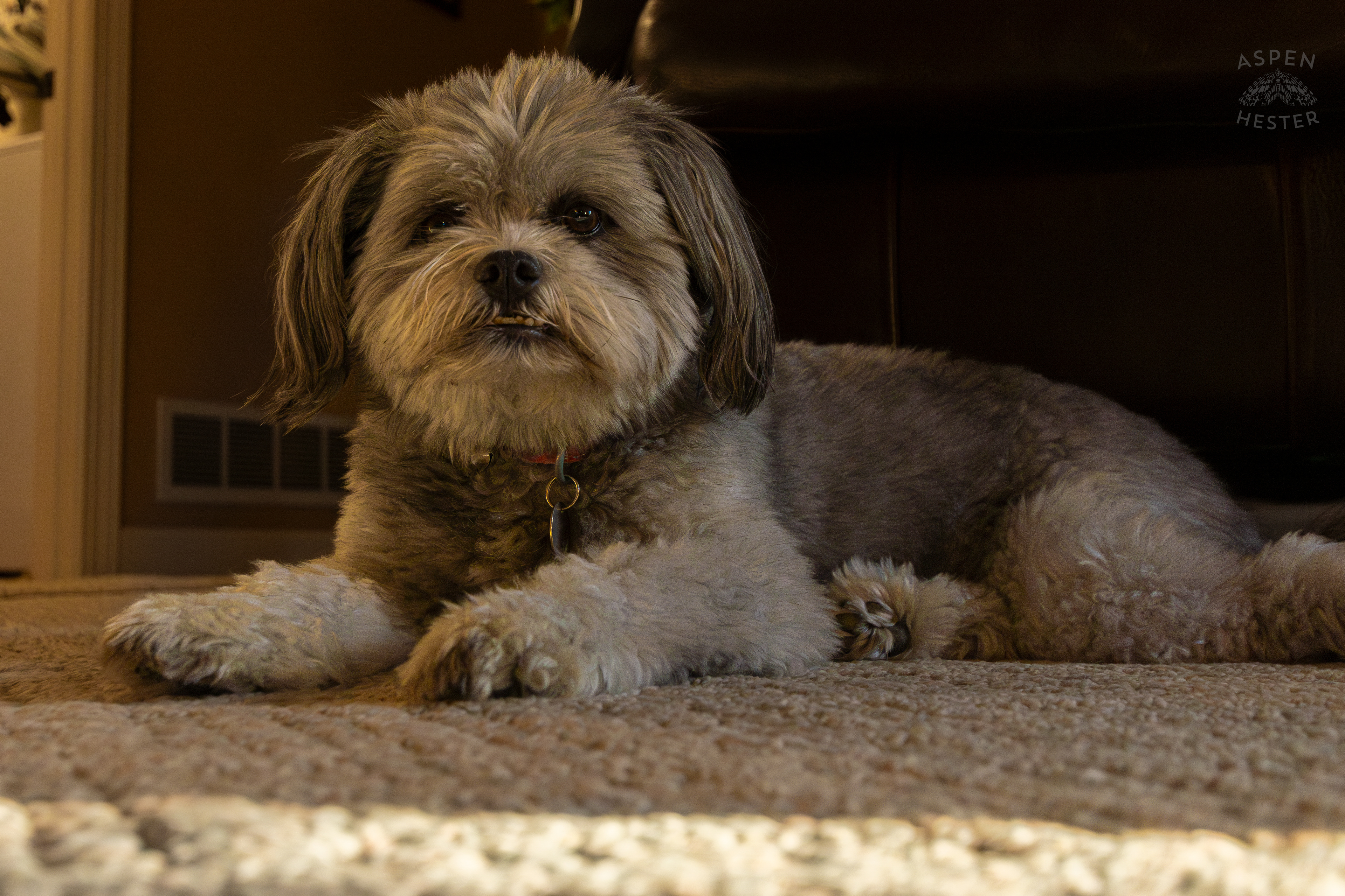 My Girl Mabel. November 11th, 2024/Aspen Hester