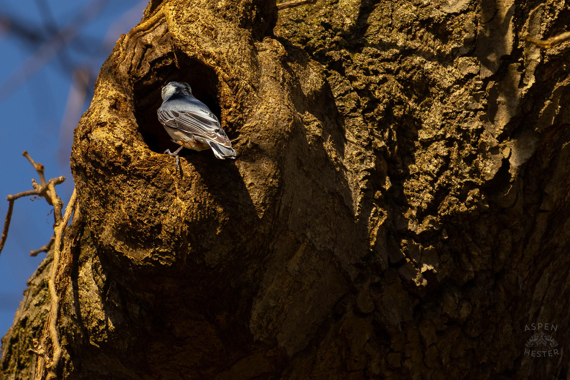 A Female White-Breasted Nuthatch Adjusts The Nesting Materials Inside Her Tree Hollow Home in Wendell Moore Park Right Before Spring. March 18th, 2025/Aspen Hester