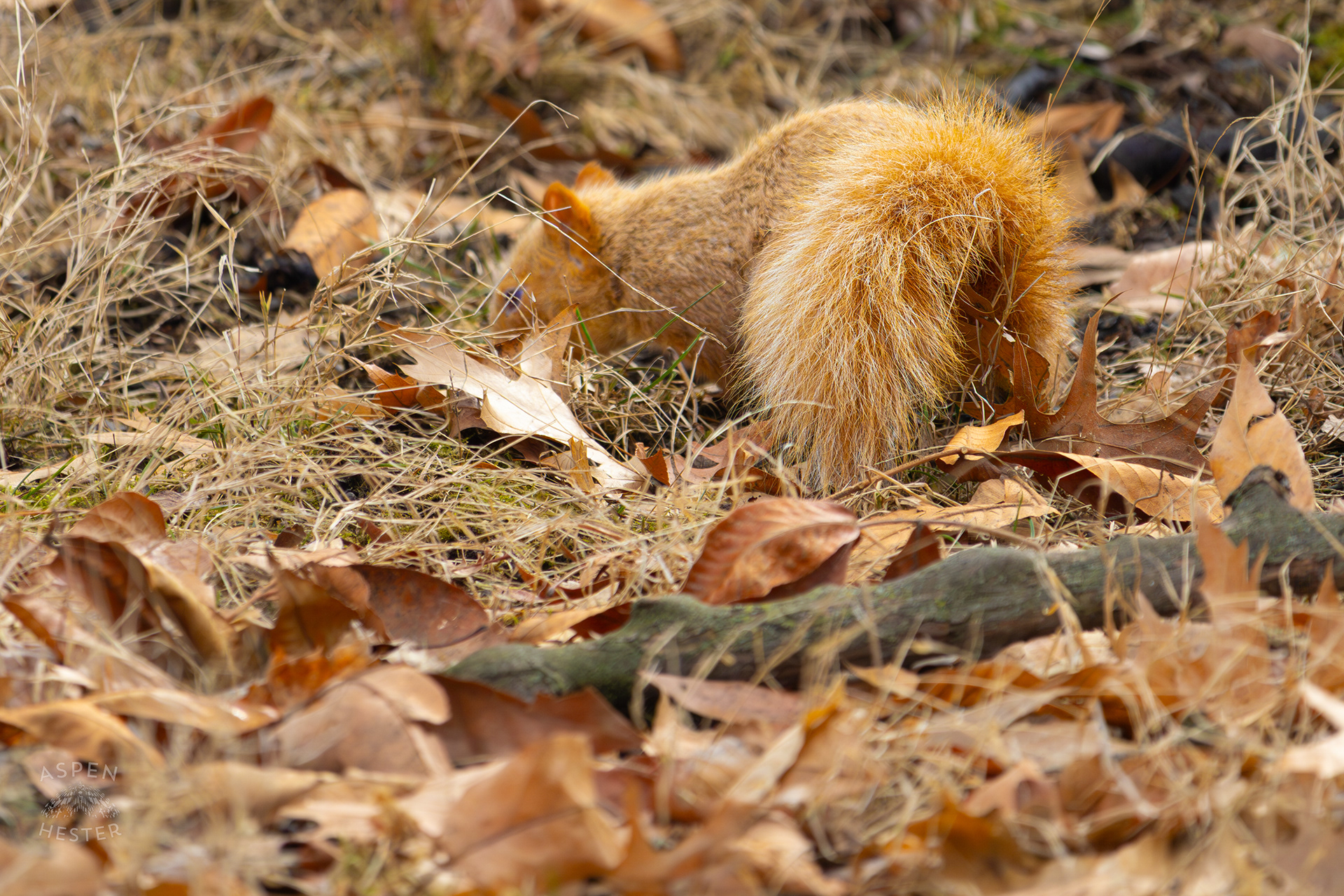 A Ginger Squirrel Foraging Around Outside The National Aviary in Pittsburgh Pennsylvania. February 26th, 2025/Aspen Hester