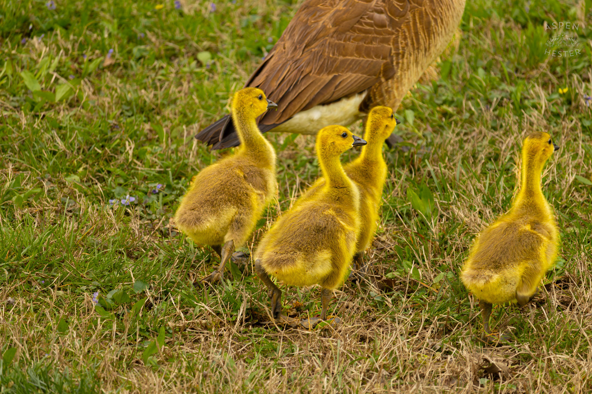 New Parent Geese Lead Their Young Grazing Goslings Through Brown Park. April 14th, 2025/Aspen Hester