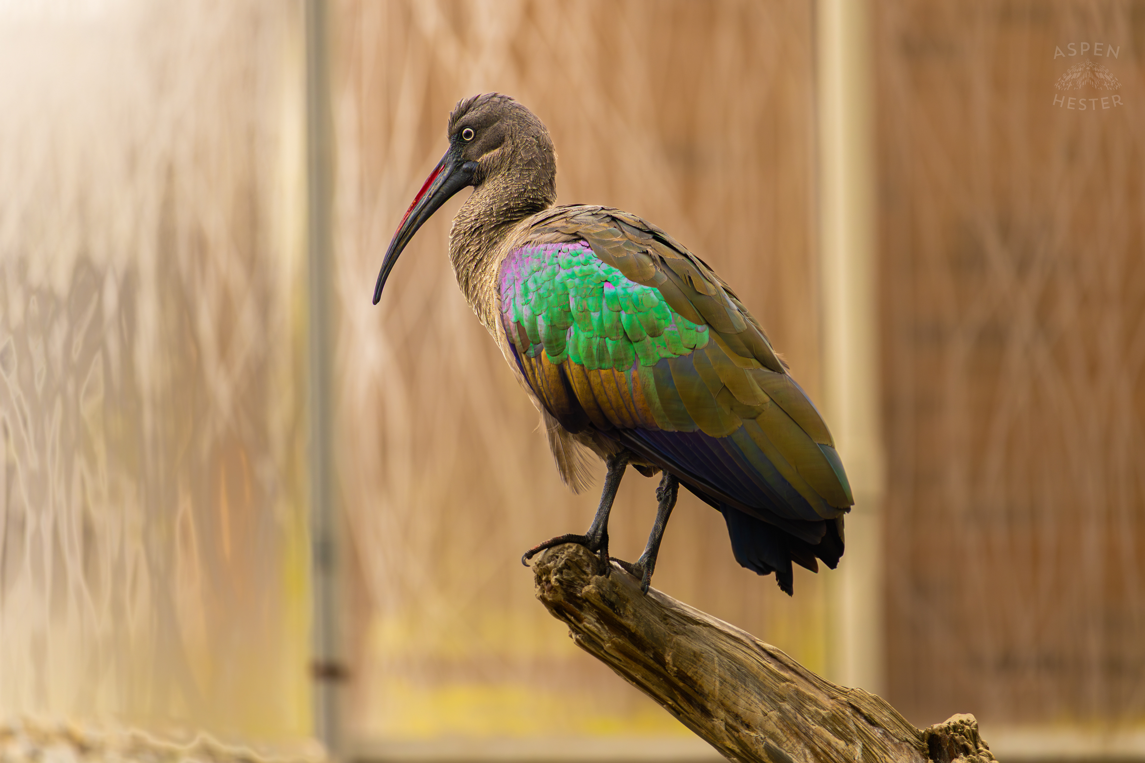 Hadada Ibis Perches in The Wetlands Inside The National Aviary in Pittsburgh Pennsylvania. February 26th, 2025/Aspen Hester