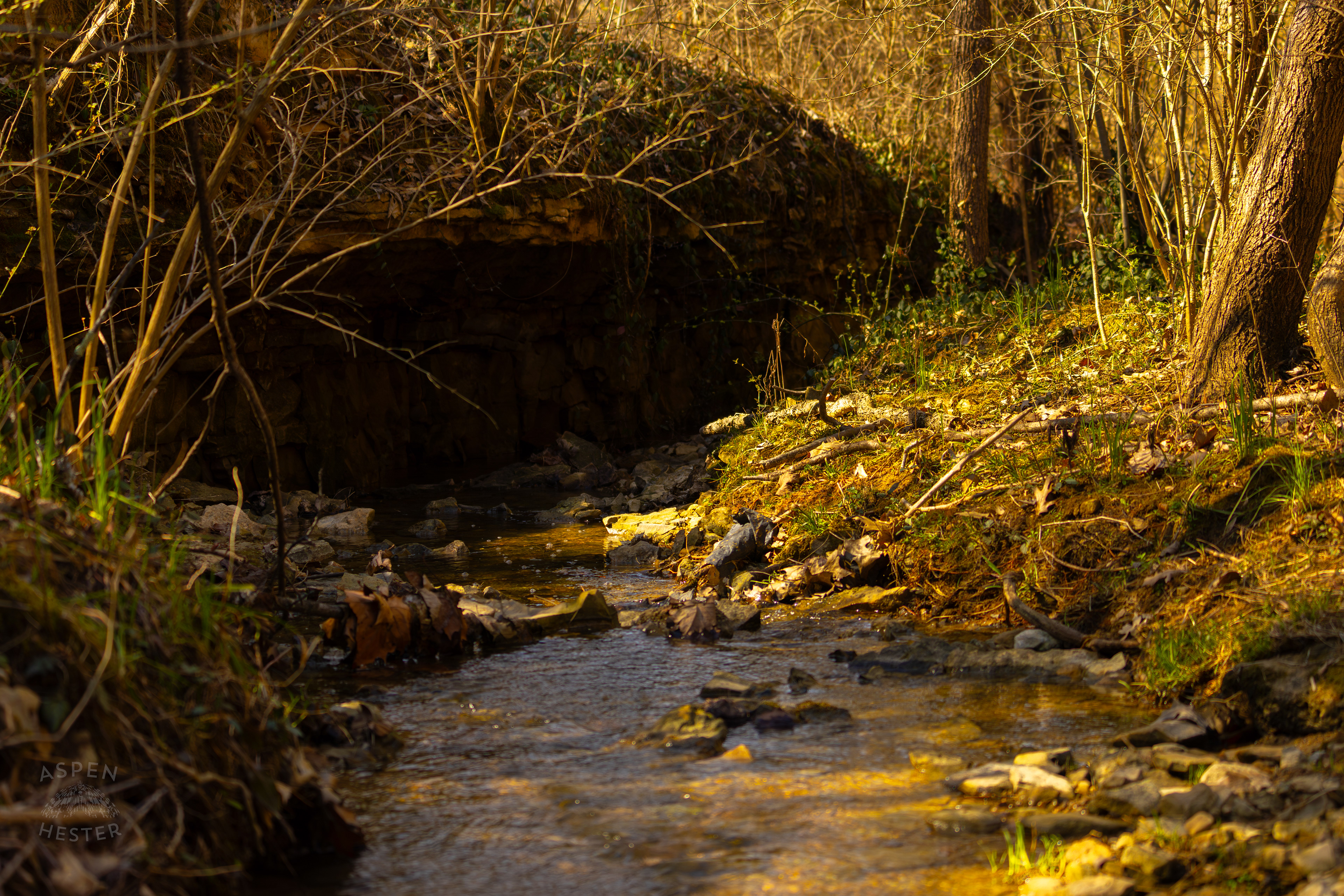 My Favorite Spot of Cedar Creek in Wendell Moore Park Right Before Spring. March 18th, 2025/Aspen Hester