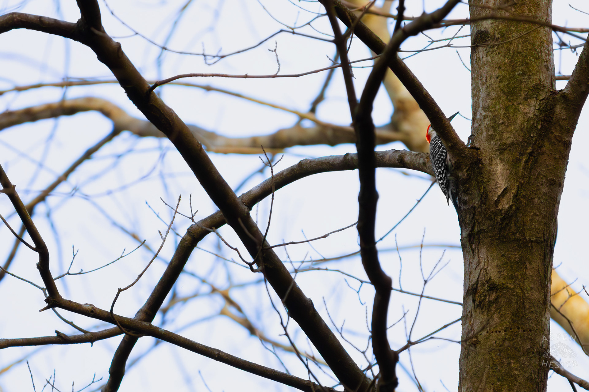 A Red-Bellied Woodpecker Hunts For Food on A Tree in My Neighbor's Yard. March 29th, 2026/Aspen Hester