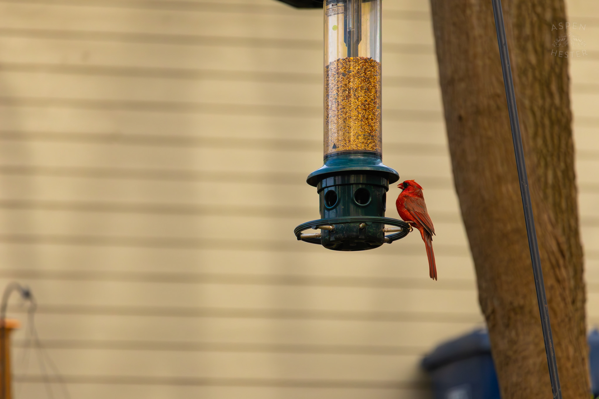 A Male Cardinal Eats From A Birdfeeder in My Neighbor's Yard. March 29th, 2026/Aspen Hester