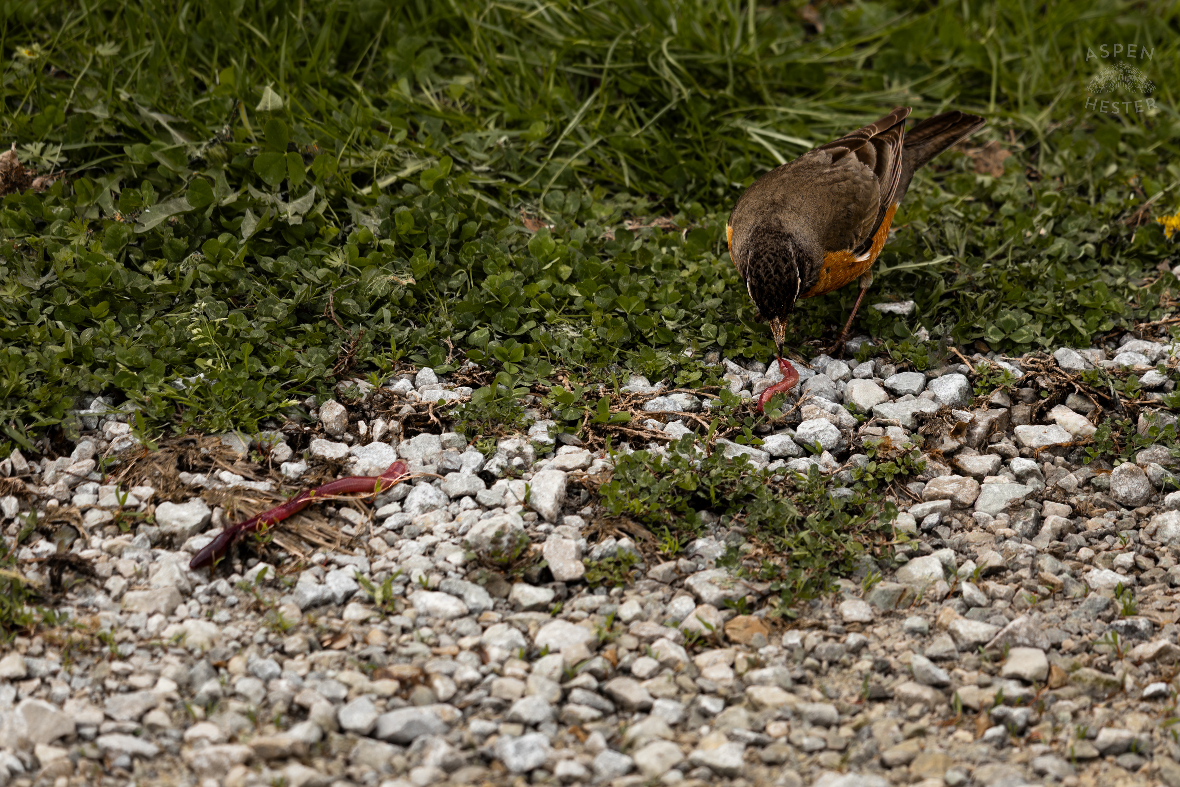 A Robin Eats Worms On The Edge of The Historic Flood Waters in Utica Indiana. April 9th, 2025/Aspen Hester