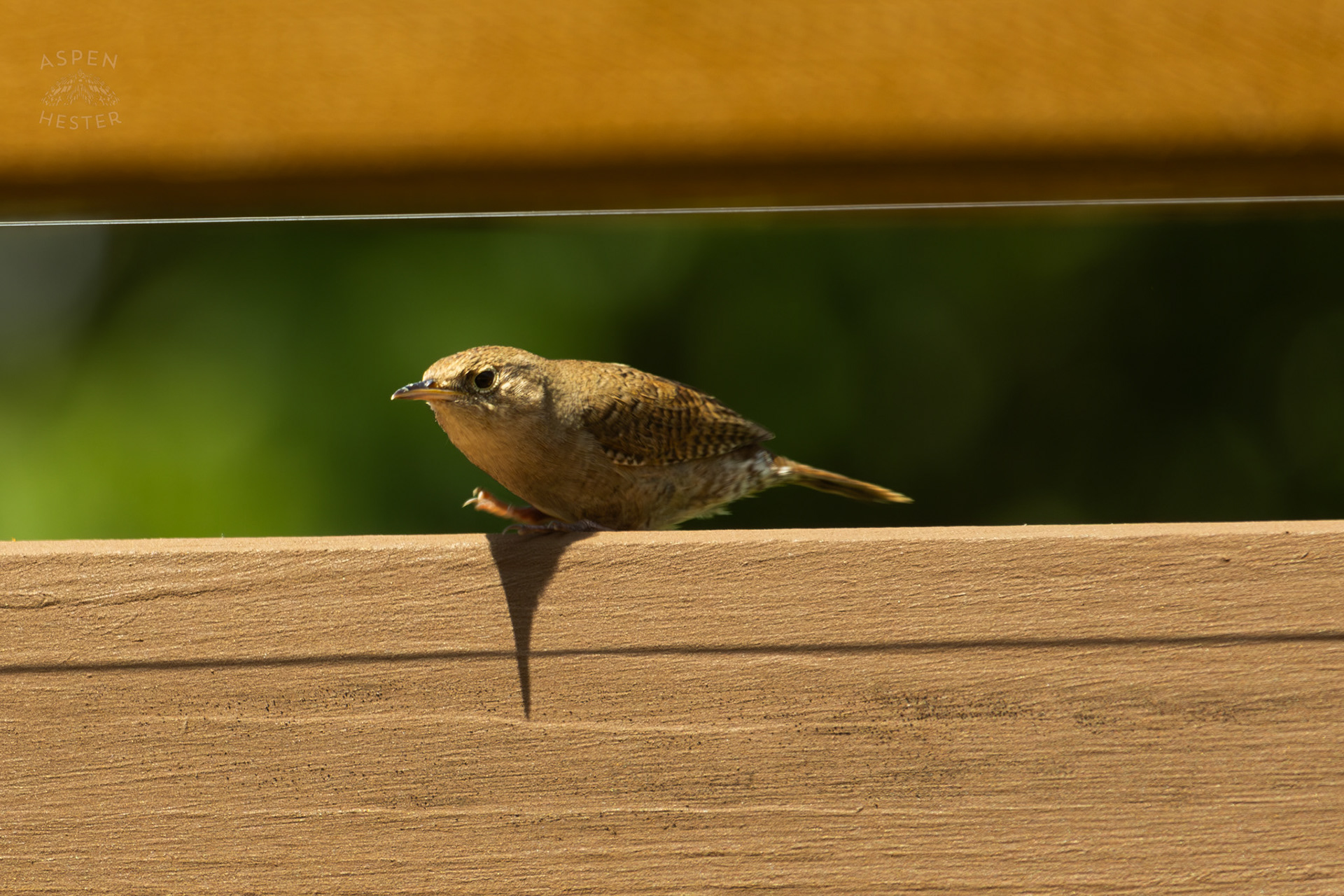 One of A Pair of Northern House Wrens Living in My Bird House. May 15th, 2025/Aspen Hester