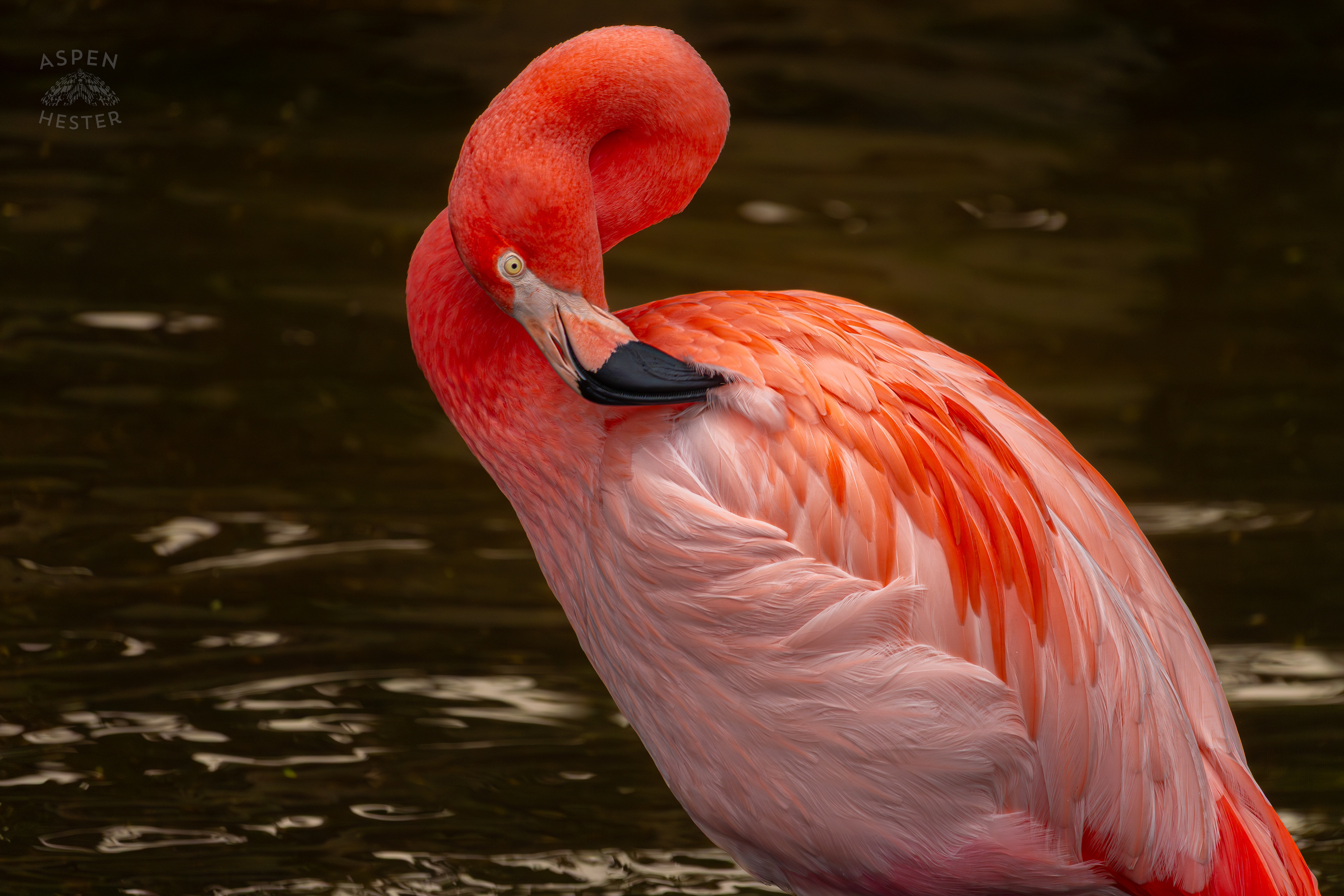An American Flamingo Preens Itself in The Wetlands Inside The National Aviary in Pittsburgh Pennsylvania. February 26th, 2025/Aspen Hester 