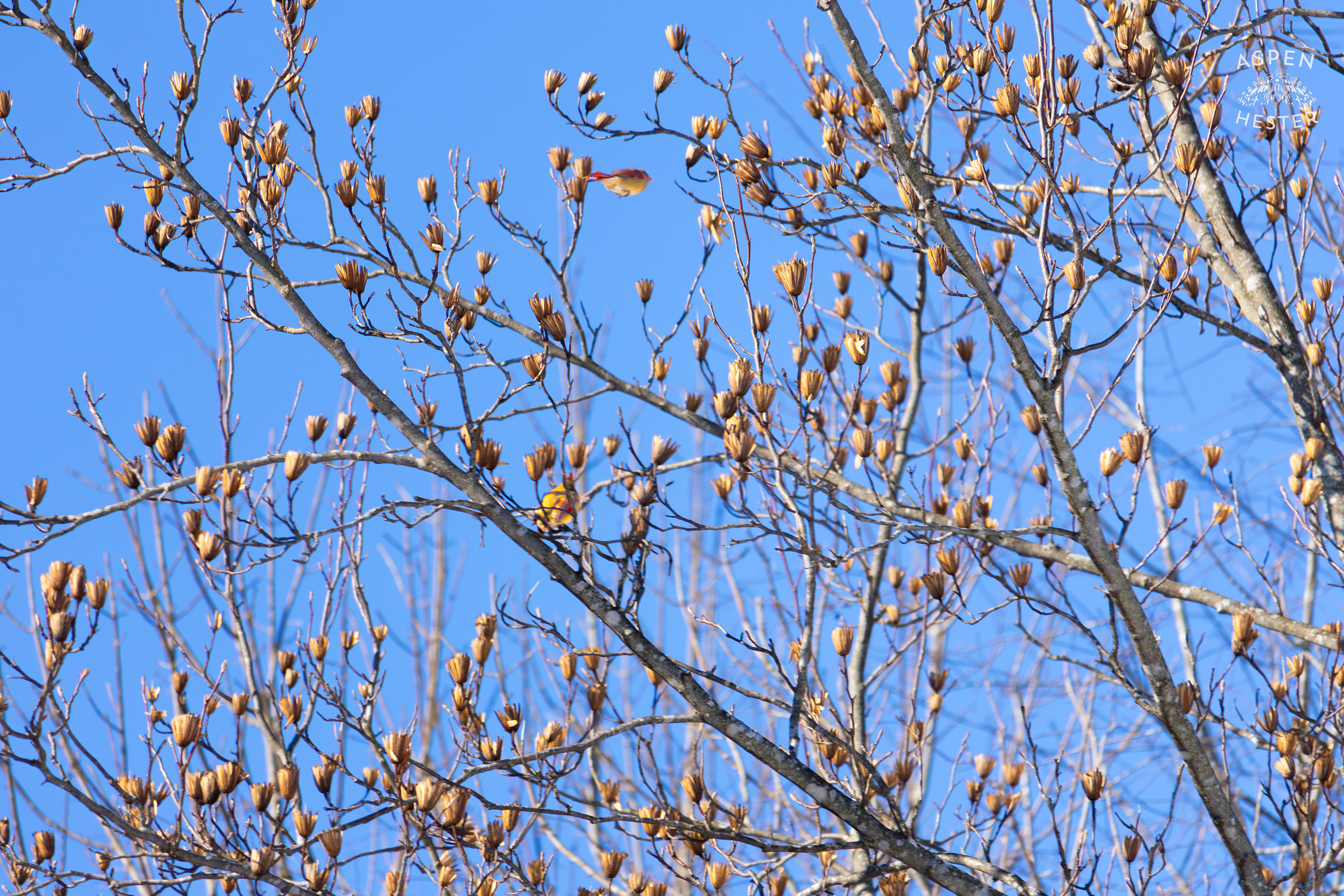 A Bright Female Cardinal Sits in A Tulip Tree in my Backyard. January 13th, 2025/Aspen Hester