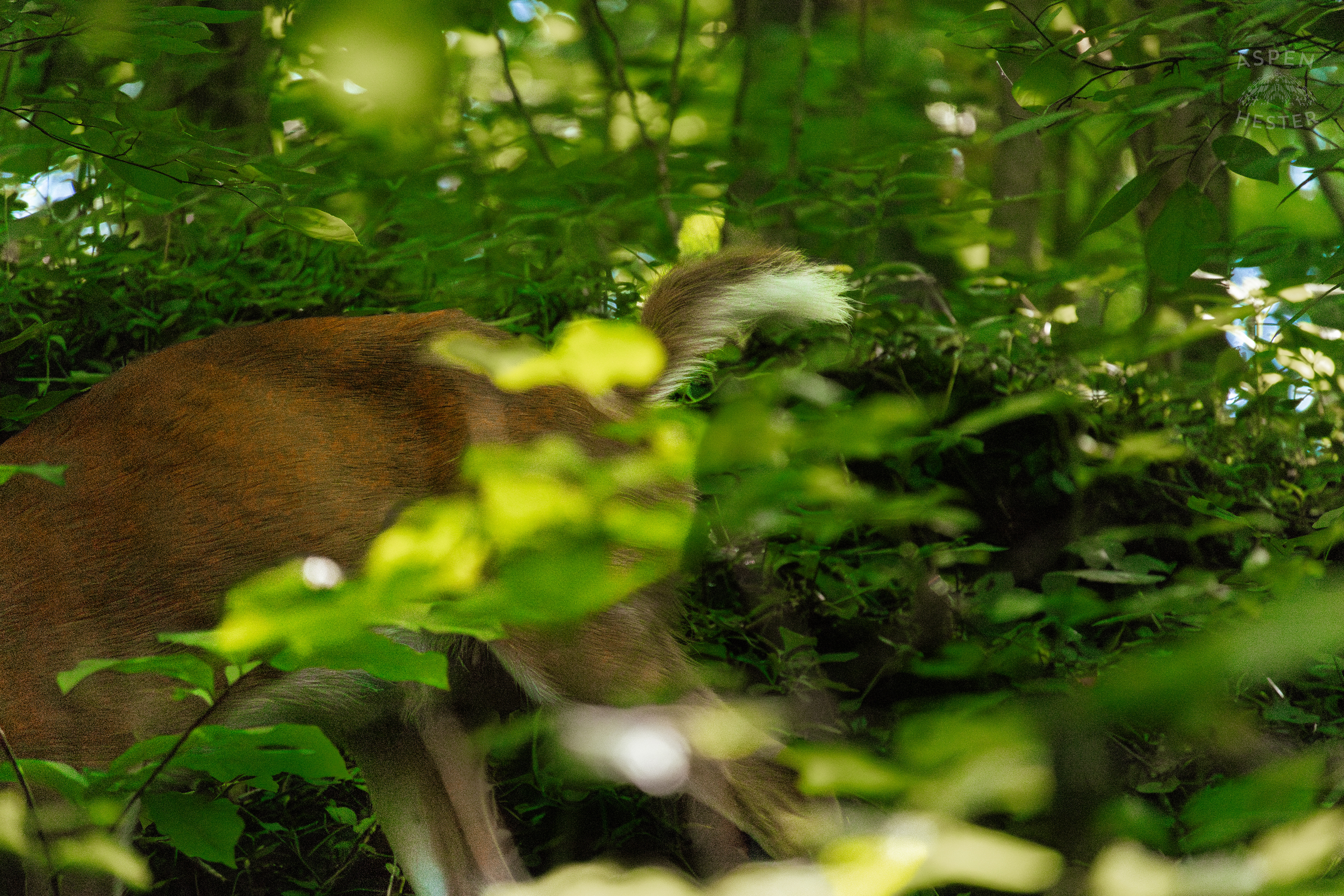 White Tailed Deer Foraging Deep in the Foliage of Cherokee Park. June 11th, 2024/Aspen Hester