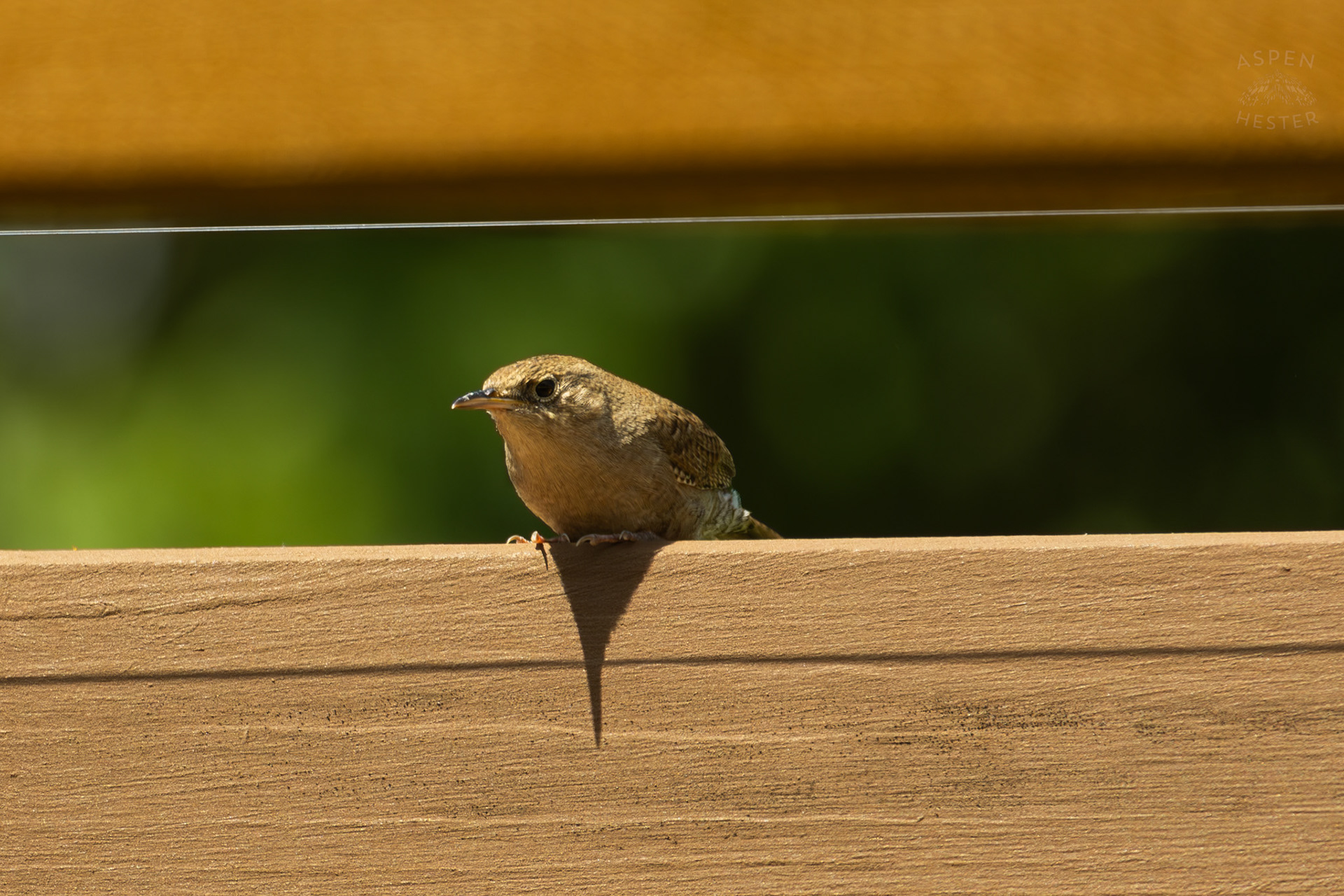 One of A Pair of Northern House Wrens Living in My Bird House. May 15th, 2025/Aspen Hester