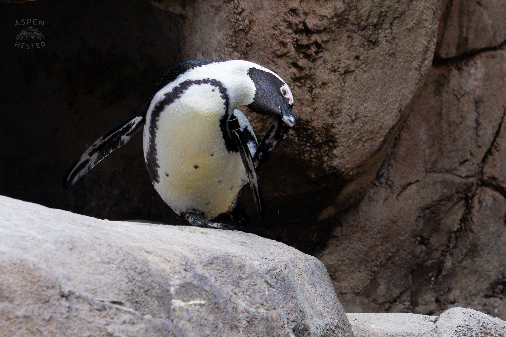 An African Penguin Scratching an Itch in Penguin Point Inside The National Aviary in Pittsburgh Pennsylvania. February 26th, 2025/Aspen Hester