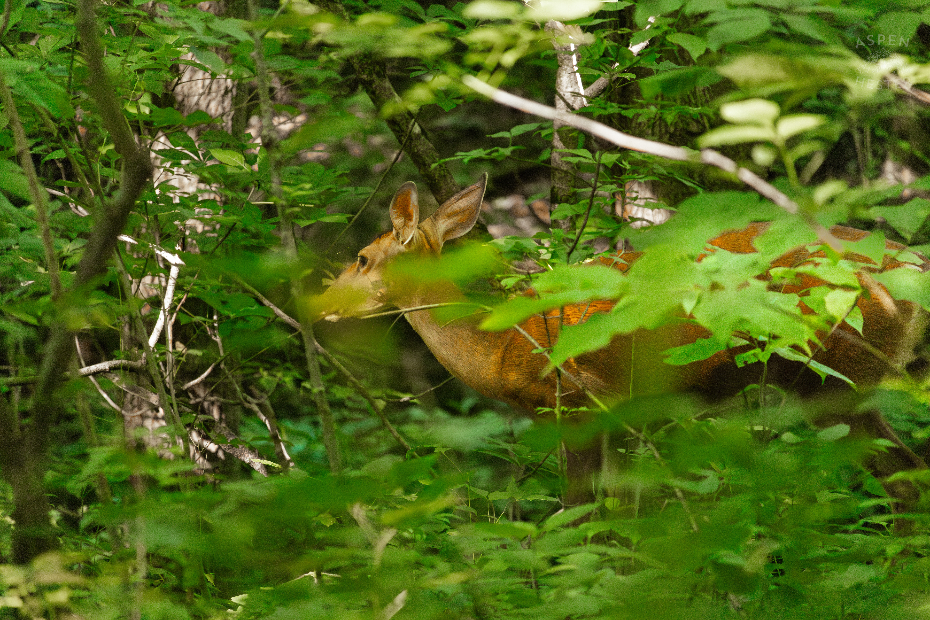White Tailed Deer Foraging Deep in the Foliage of Cherokee Park. June 11th, 2024/Aspen Hester