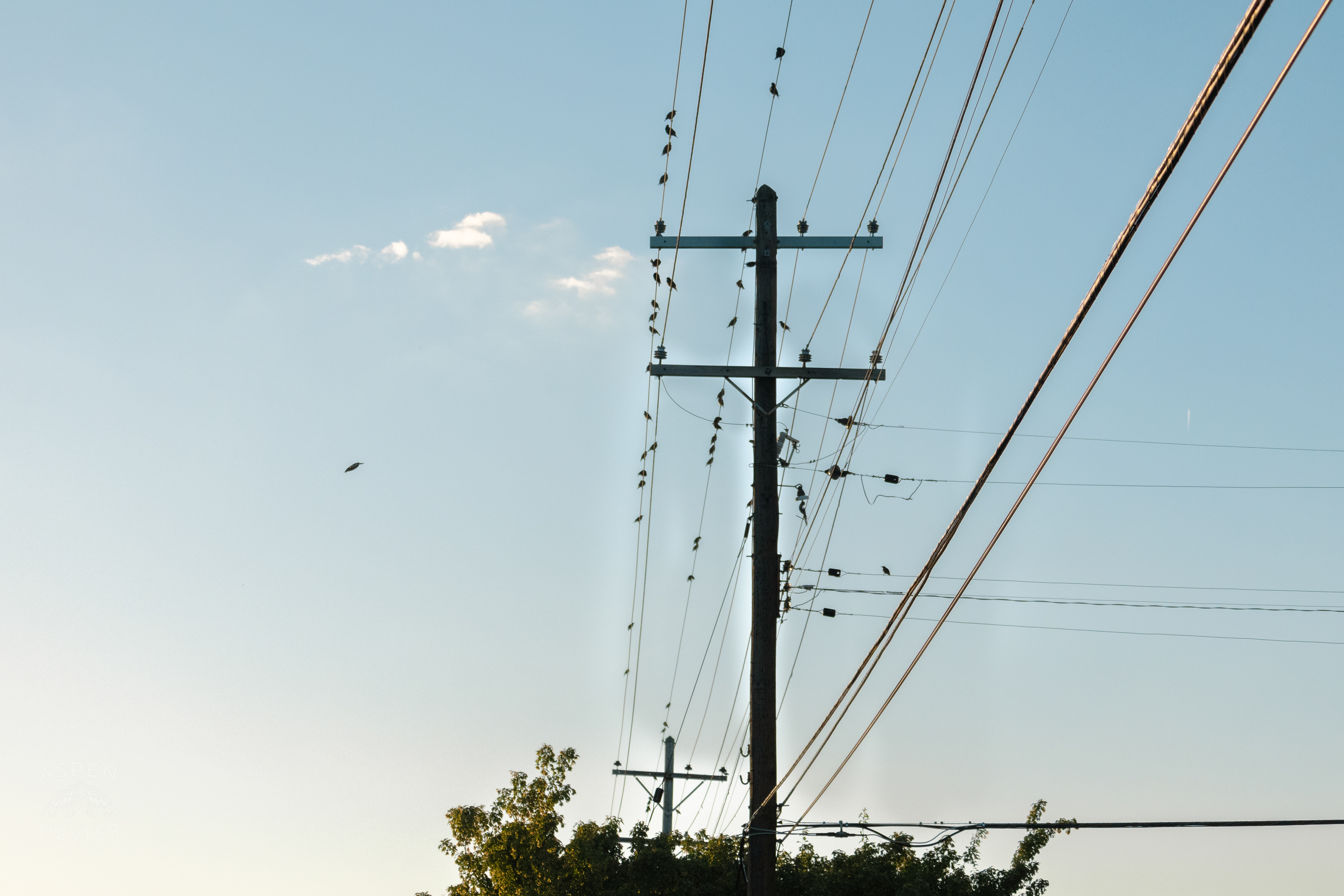 Birds on a Powerline During Golden Hour on Preston Street. May 30th, 2024/Aspen Hester 
