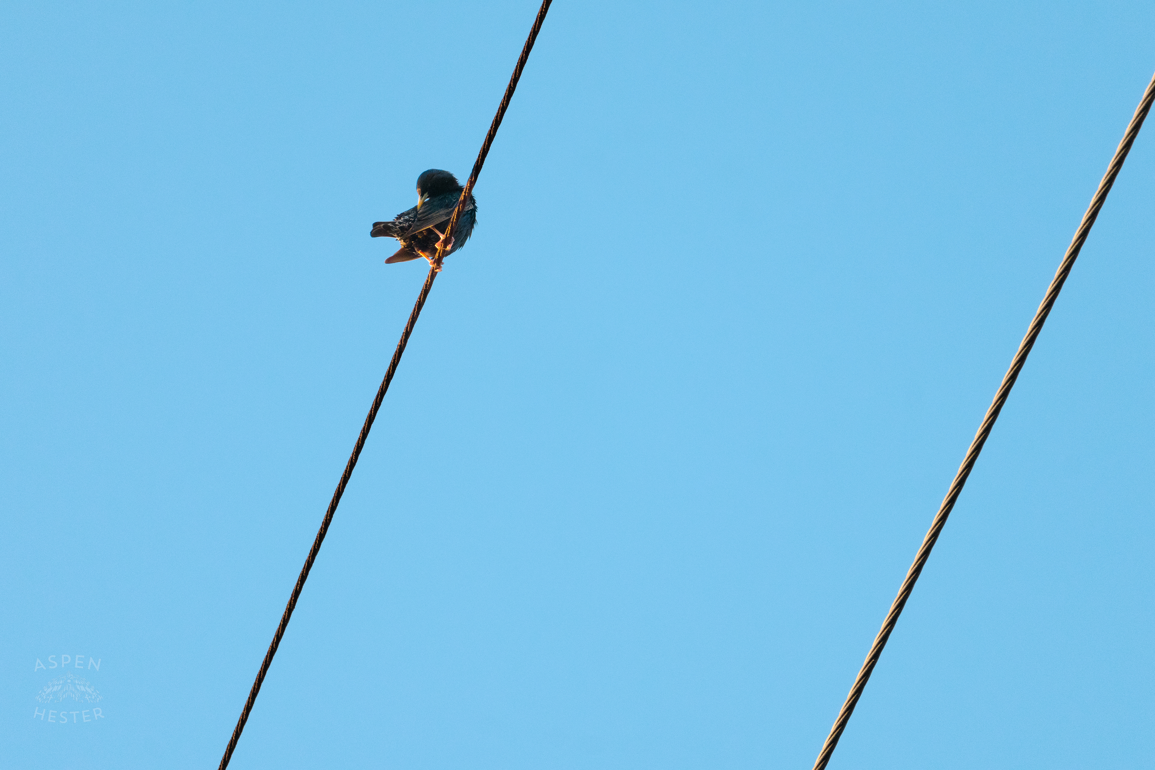 Bird on a Powerline During Golden Hour on Preston Street. May 30th, 2024/Aspen Hester 