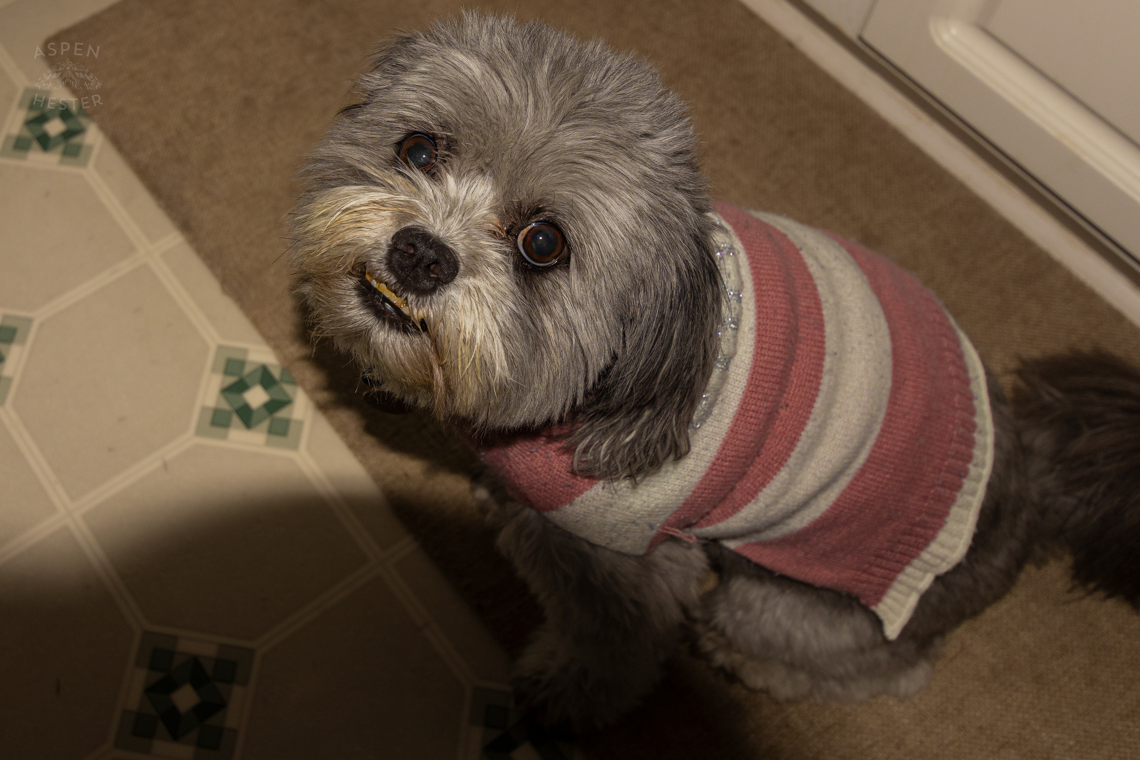 My Girl Mabel Patiently Waiting for A Blueberry. November 11th, 2024/Aspen Hester