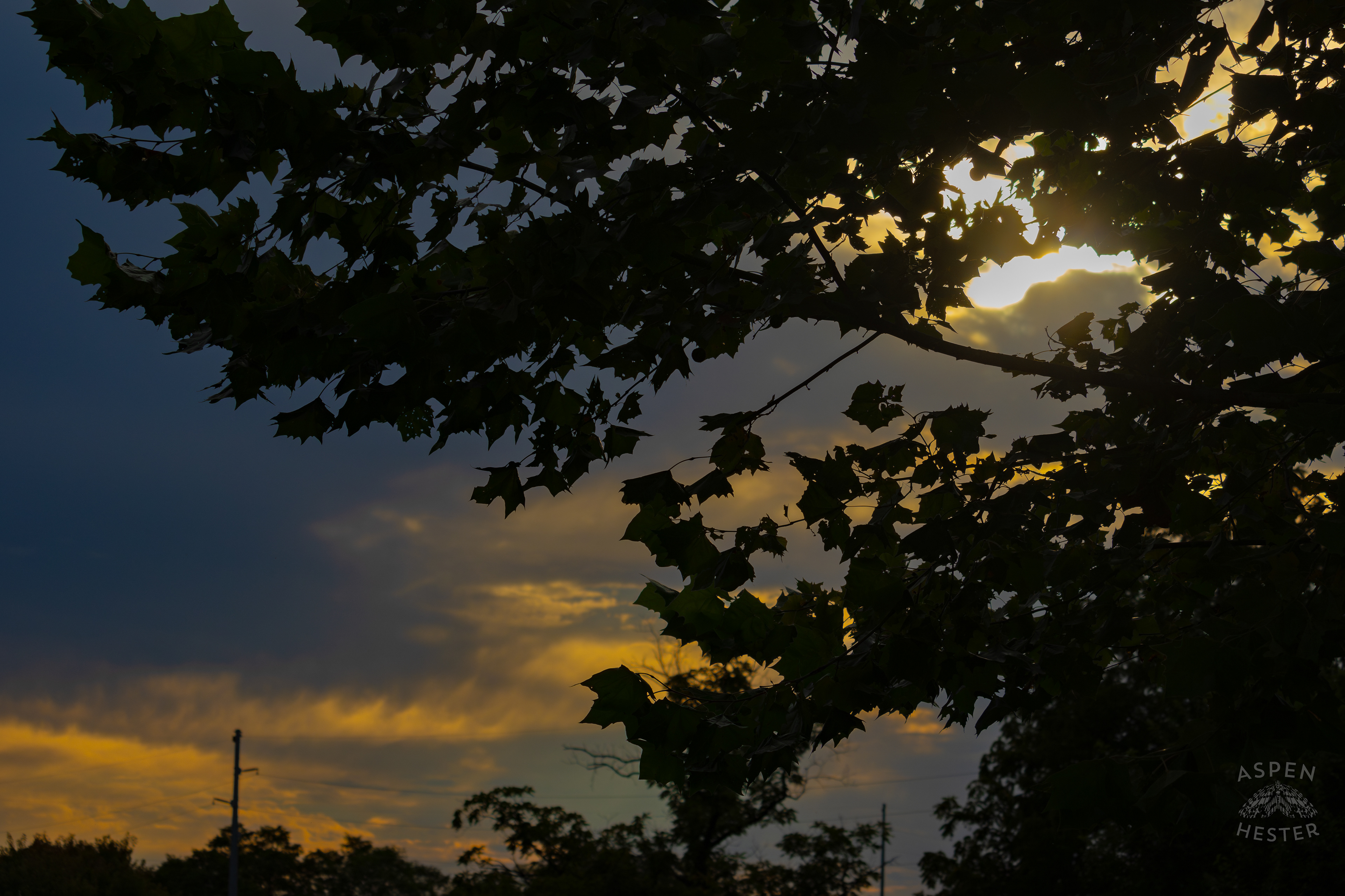 Sunset Through The Foliage in Wendell Moore Park. August 12th, 2024/Aspen Hester