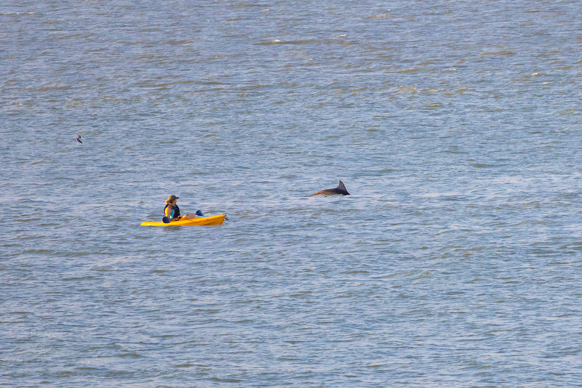 Bottlenosed Atlantic Dolphin Splashes Off The Coast of Tybee Island Georgia Near A Kayaker. June 23rd, 2024/Aspen Hester