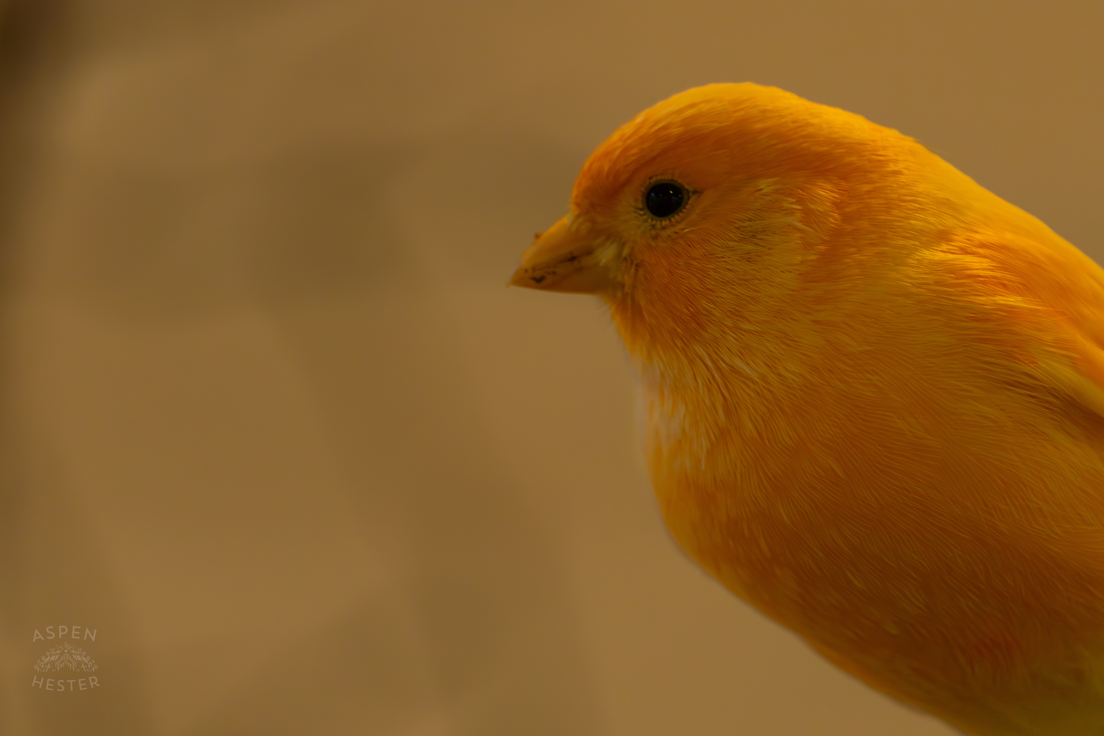 An Atlantic Island Canary Chills in The Grasslands Inside The National Aviary in Pittsburgh Pennsylvania. February 26th, 2025/Aspen Hester