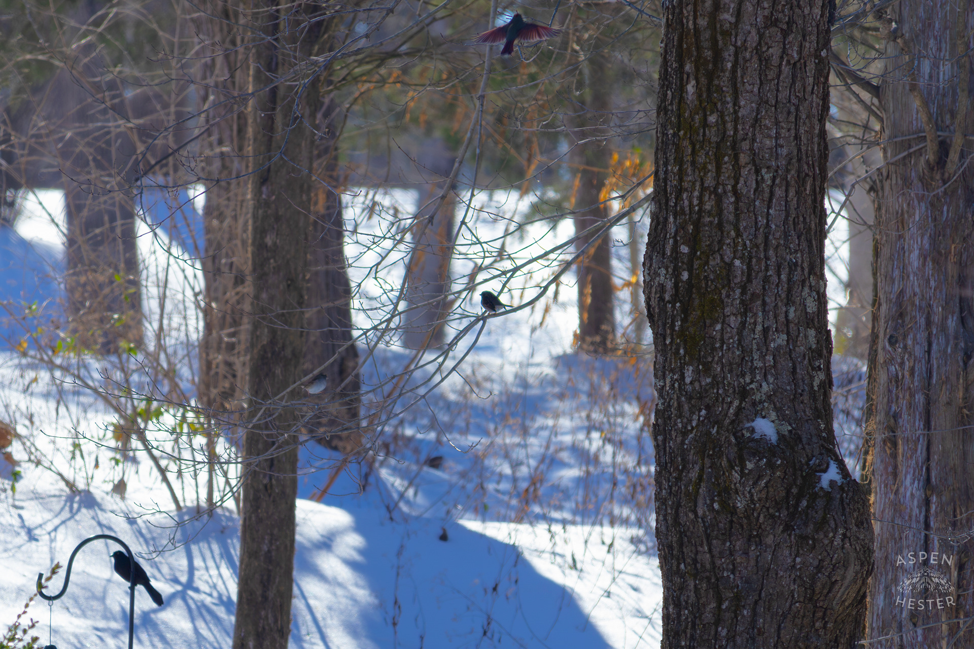 A Crow and Song Sparrow Rest as A Robin Takes Flight in my Backyard. January 13th, 2025/Aspen Hester
