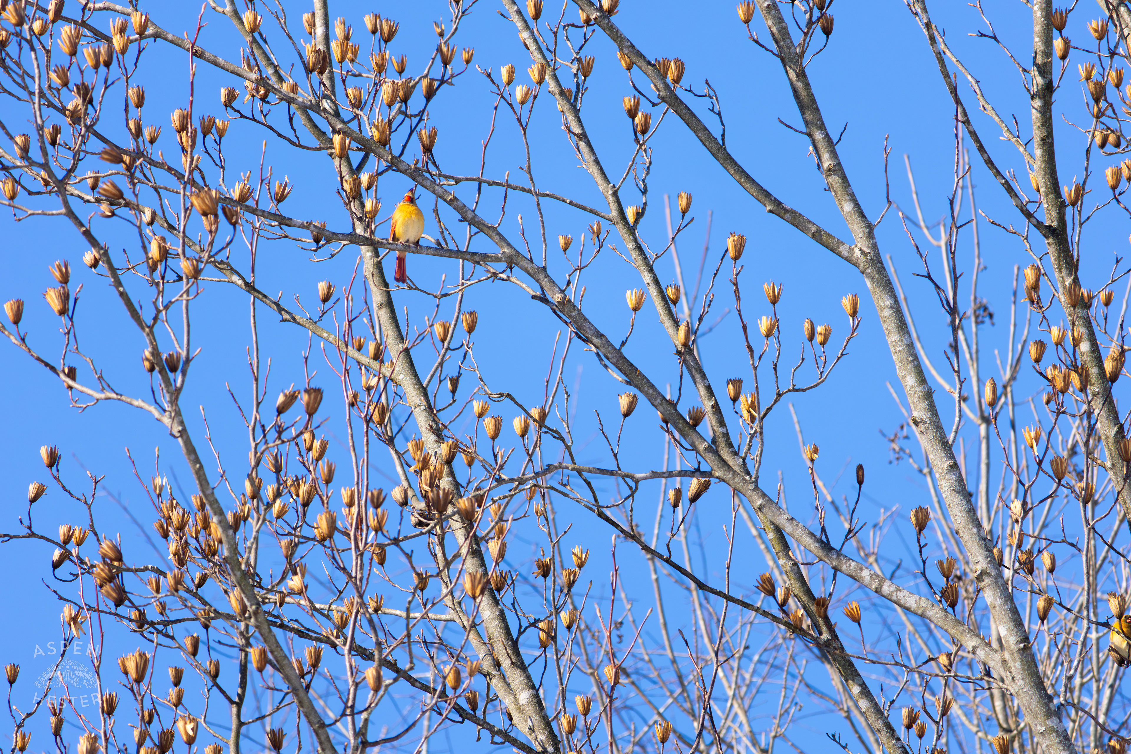 A Bright Female Cardinal Sits in A Tulip Tree in my Backyard. January 13th, 2025/Aspen Hester