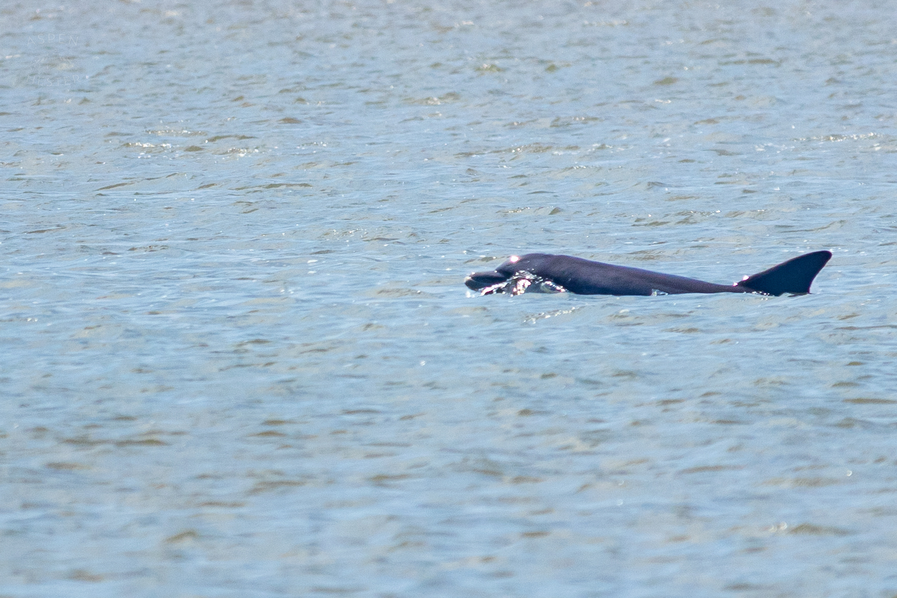 Bottlenose Atlantic Dolphin Swimming Off Tybee Island Georgia. June 25th, 2024/Aspen Hester