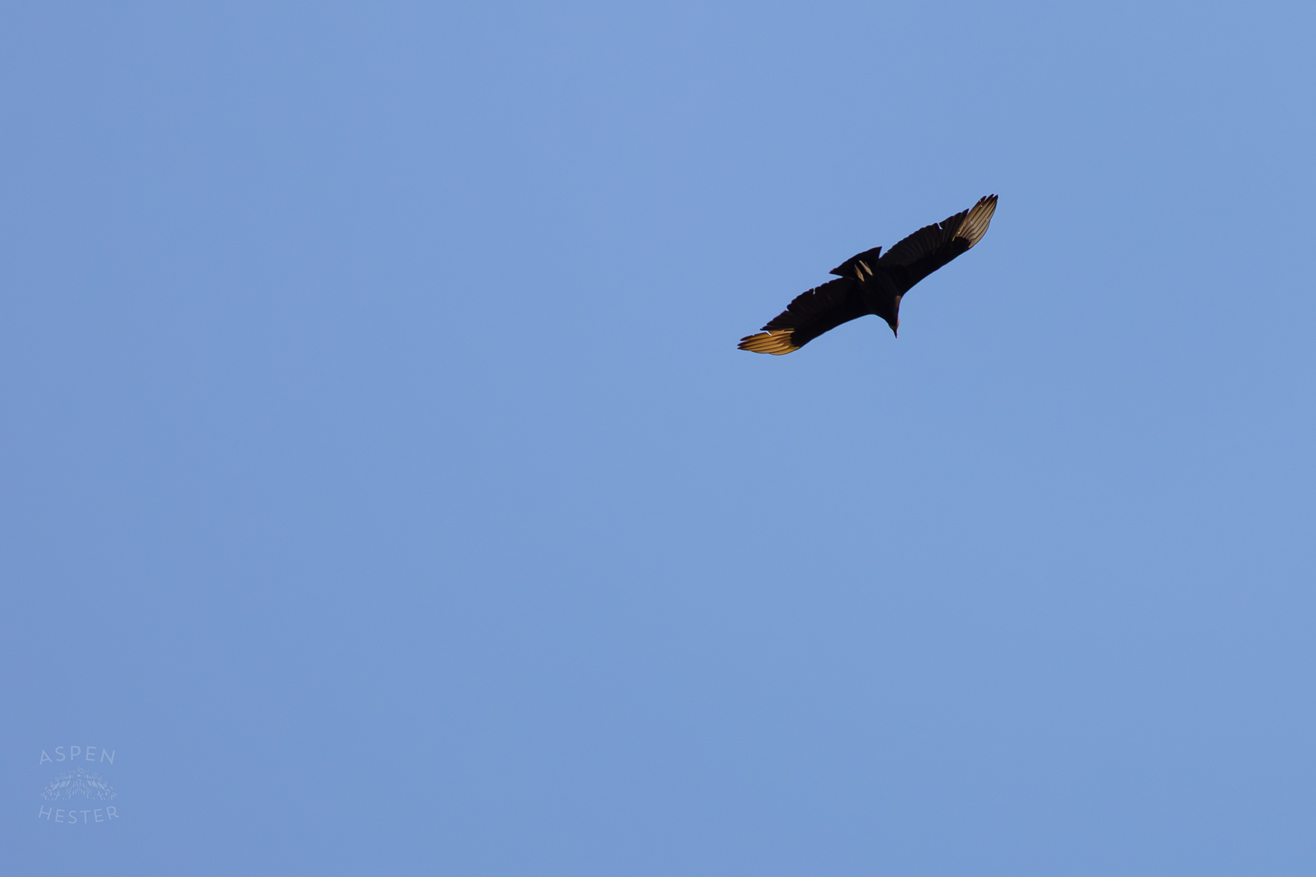 A Black Vulture Flies Over Wendell Moore Park Right Before Spring. March 18th, 2025/Aspen Hester