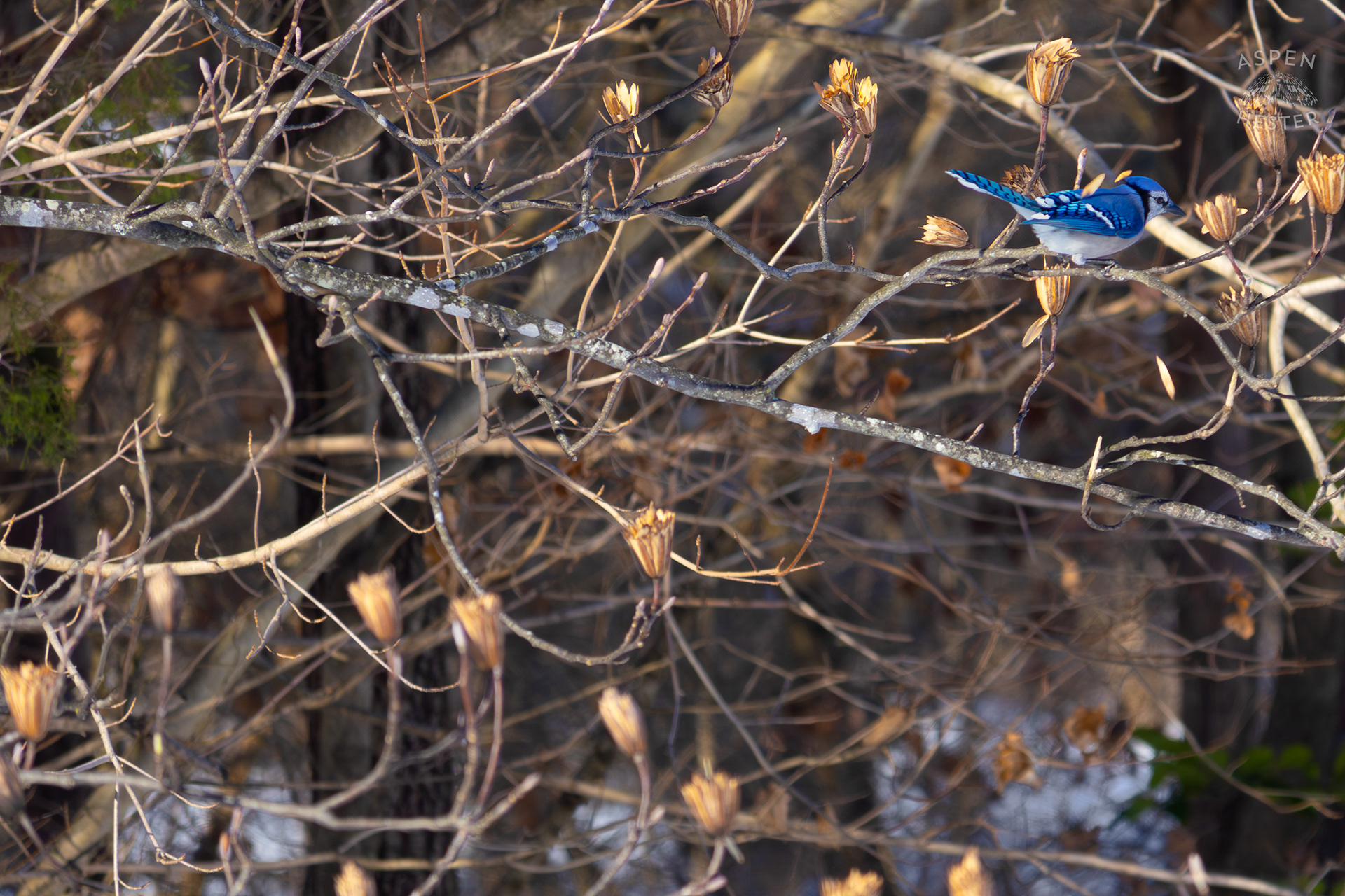 A Blue Jay Sits in A Tulip Tree in The Snowy Landscape of my Backyard. January 13th, 2025/Aspen Hester