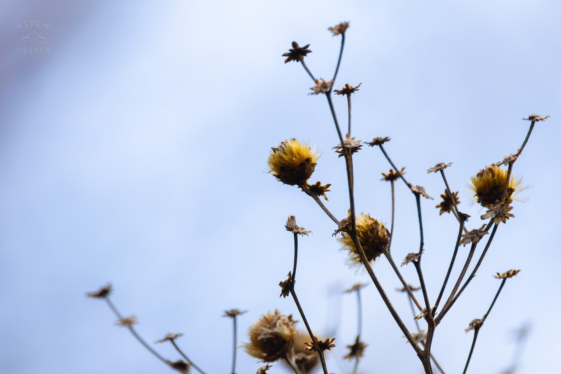Winter Ironweed Growing in My Neighbor's Yard. March 29th, 2026/Aspen Hester