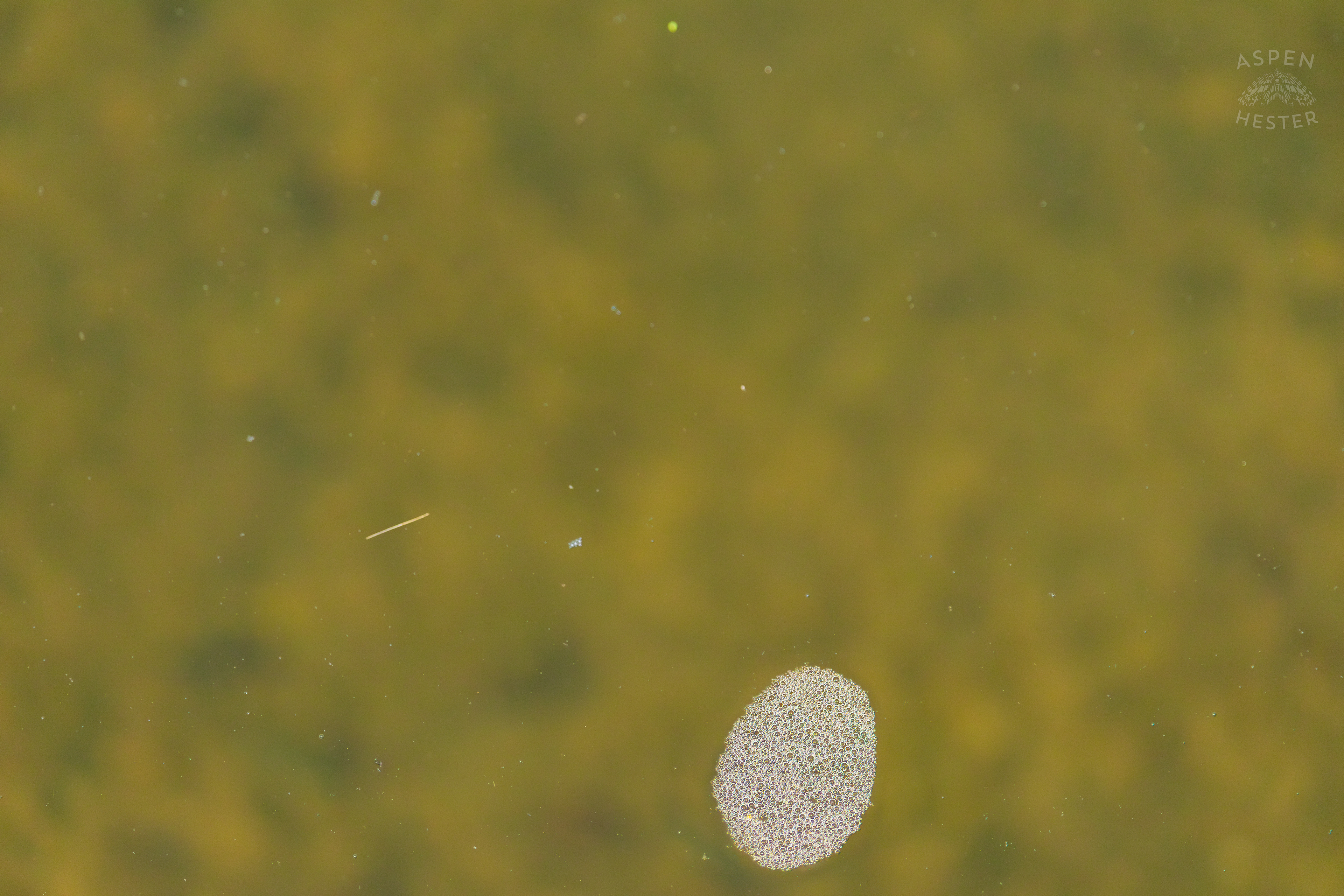 Bubbles Floating Down Middle Fork Beargrass Creek in Cherokee Park. May 28th, 2024/Aspen Hester