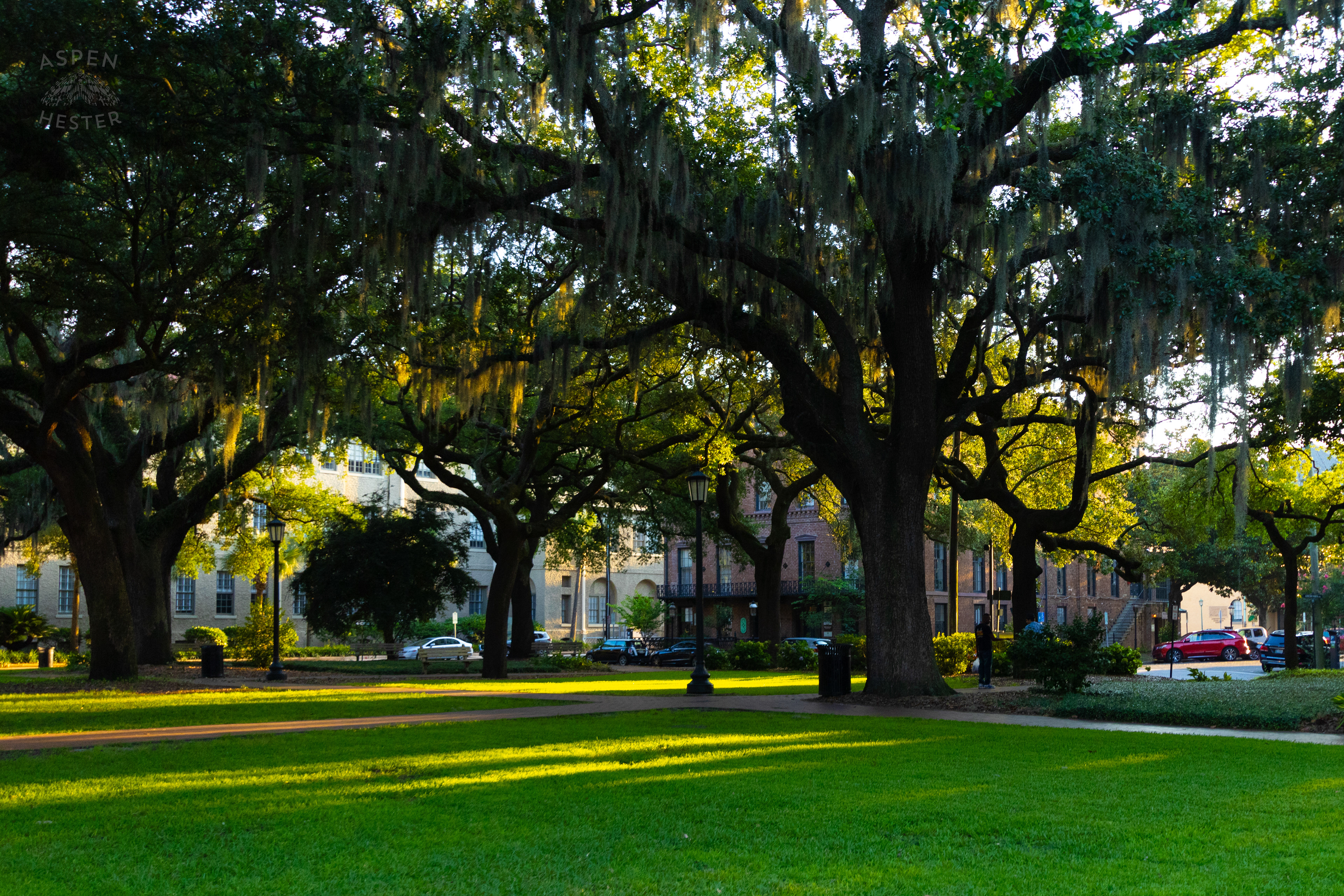 Oak Trees in Savannah Georgia. June 24th, 2024/Aspen Hester
