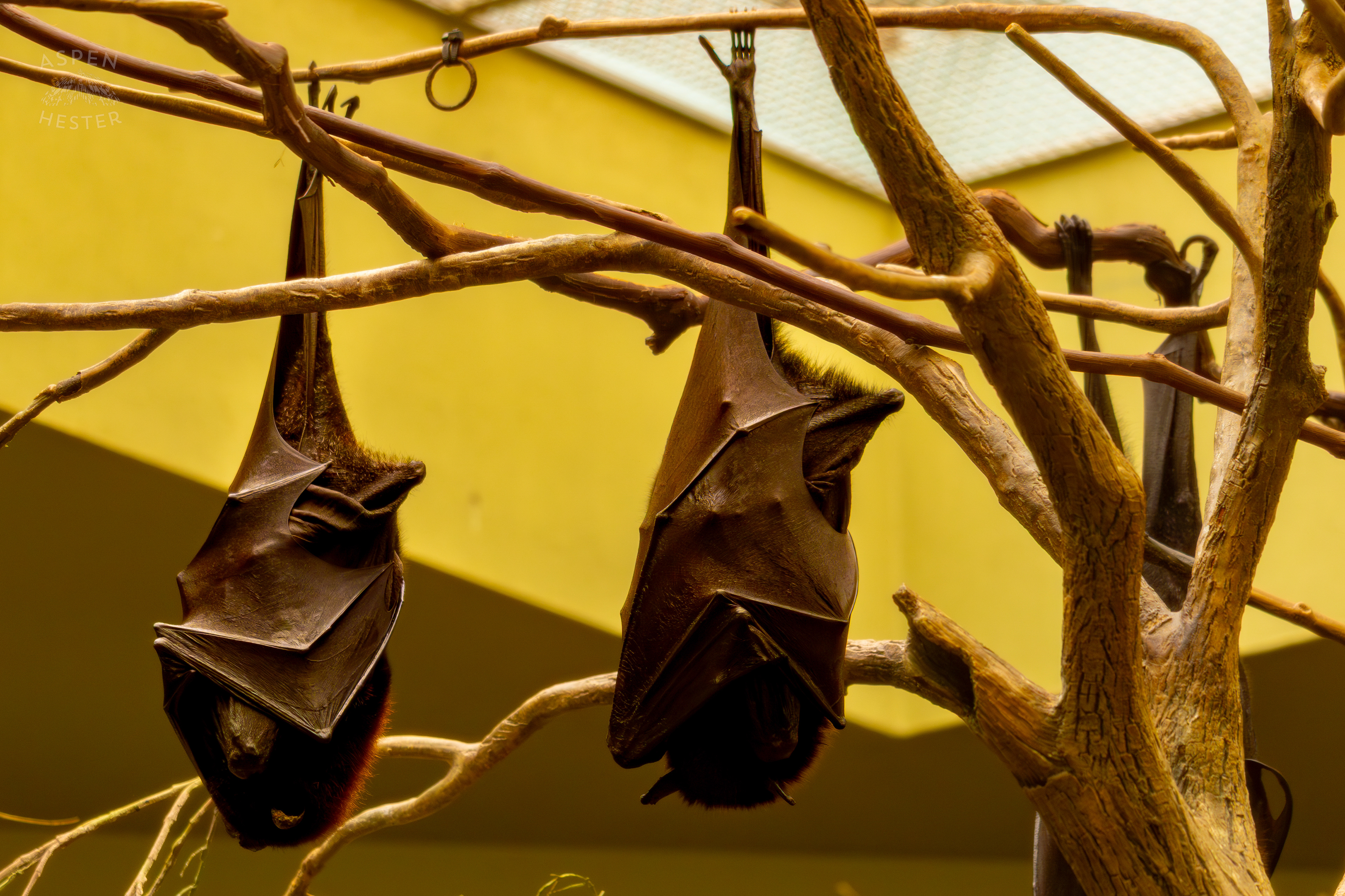 Three Malayan Flying Foxes Sleep Upside Down In Canary's Call Inside The National Aviary in Pittsburgh Pennsylvania. February 26th, 2025/Aspen Hester