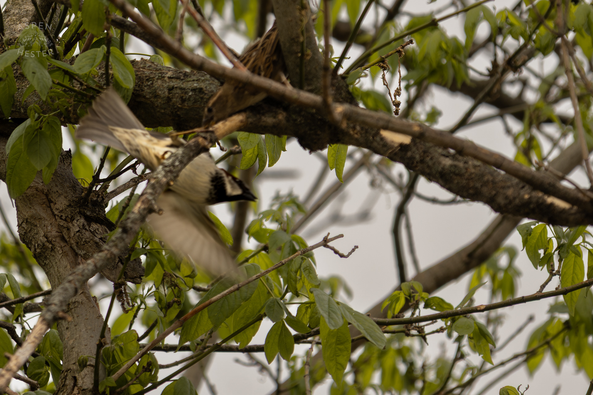 A House Sparrow Takes Off From A Branch High in The Trees Above The Ohio River Water Amid The Historic Flooding in Utica Indiana. April 9th, 2025/Aspen Hester