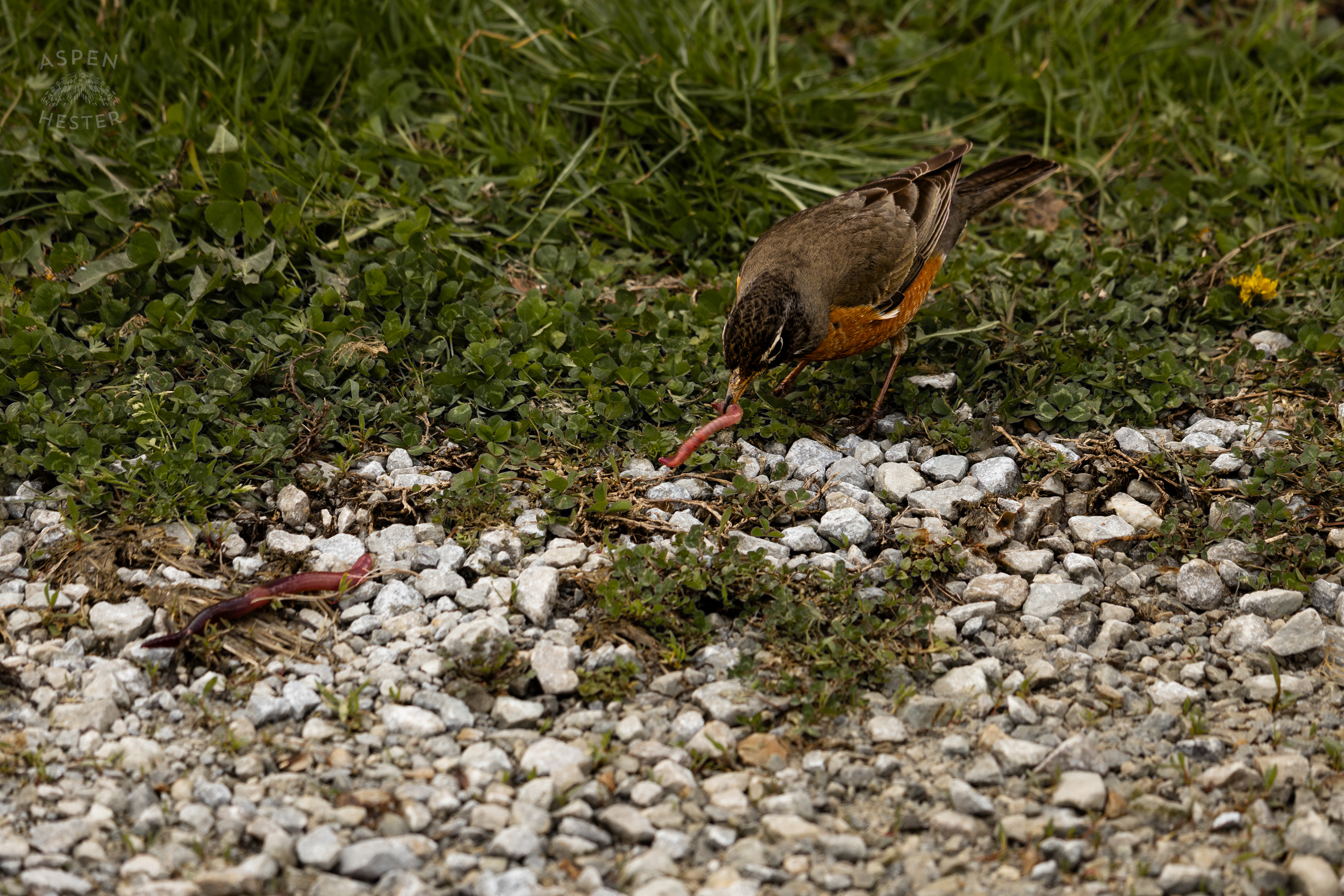 A Robin Eats Worms On The Edge of The Historic Flood Waters in Utica Indiana. April 9th, 2025/Aspen Hester