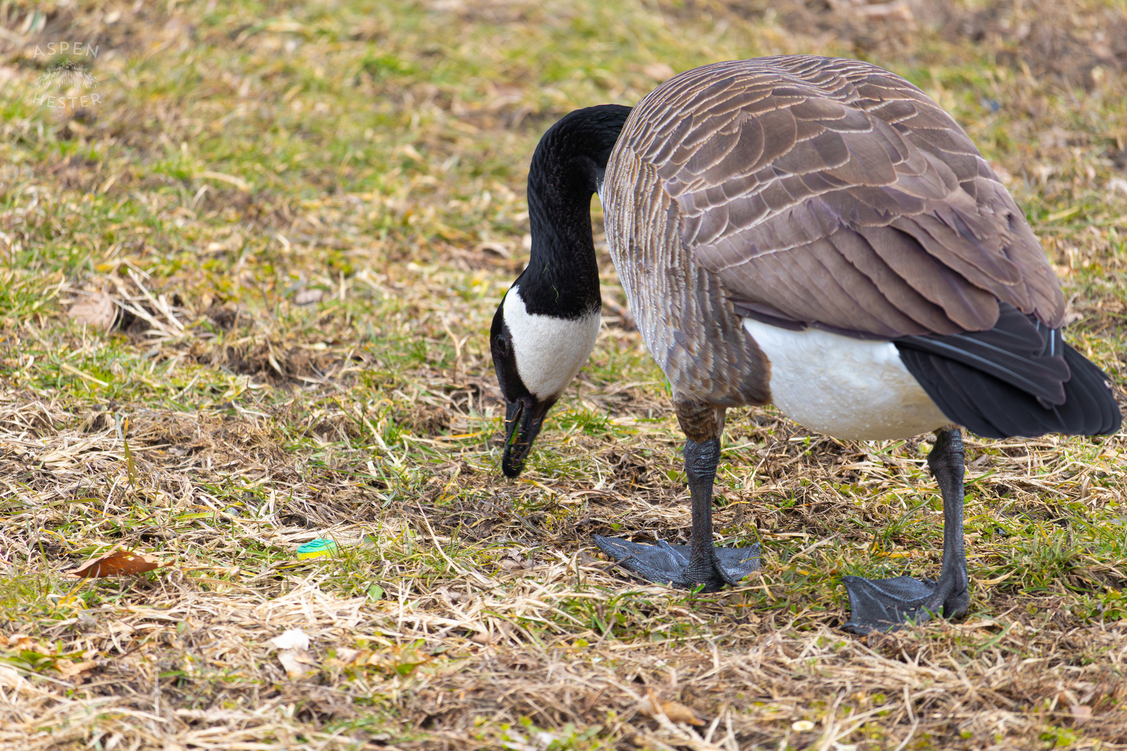 Geese Forage on The Shore of Lake Elizabeth Outside The National Aviary in Pittsburgh Pennsylvania. February 26th, 2025/Aspen HesterGeese Forage on The Shore of Lake Elizabeth Outside The National Aviary in Pittsburgh Pennsylvania. February 26th, 2025/Aspen Hester