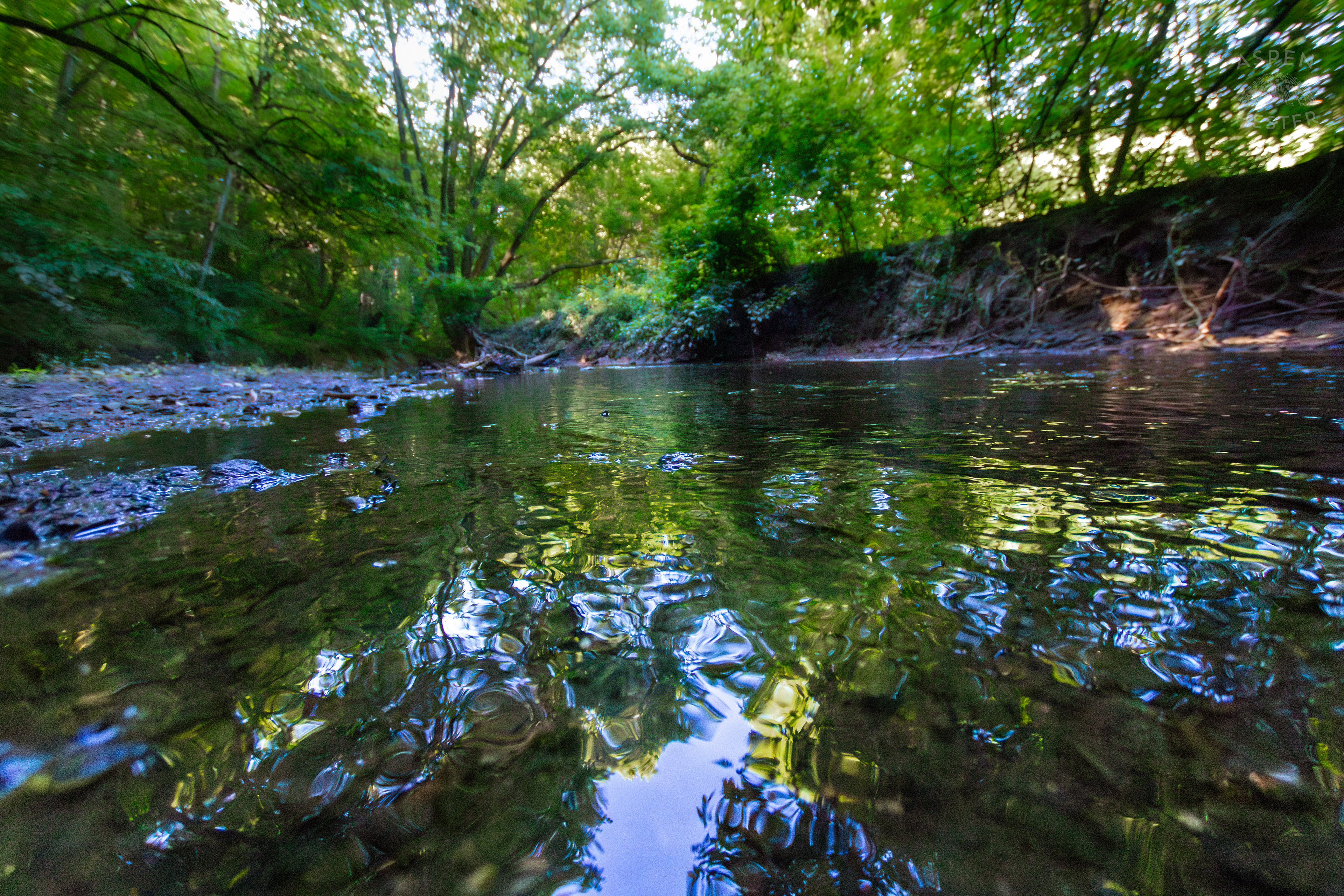 The Muddy Banks of Beargrass Creek in Cherokee Park. June 11th, 2024/Aspen Hester