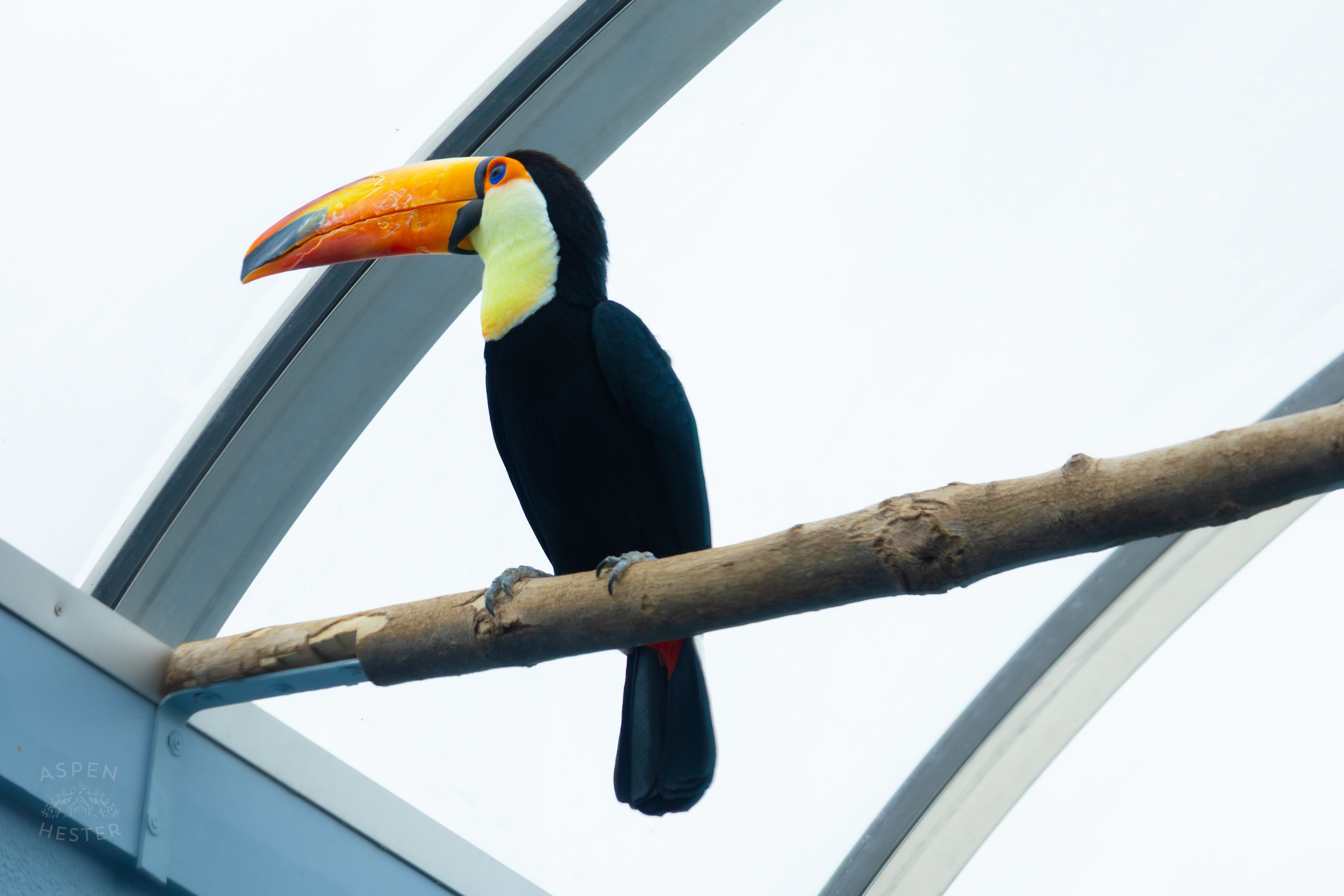 Toucan Perches High Up Inside The National Aviary in Pittsburgh Pennsylvania. February 26th, 2025/Aspen Hester