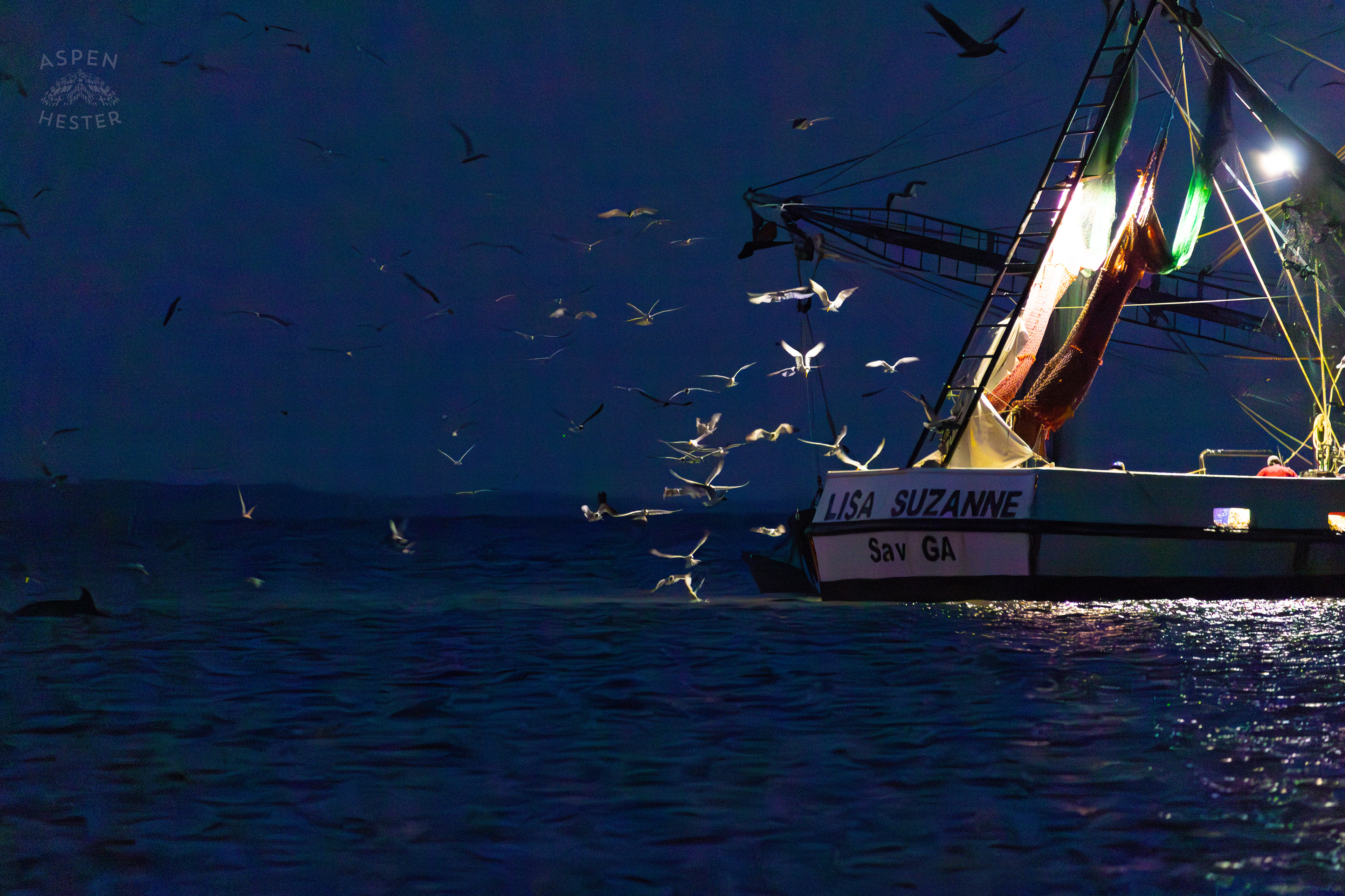 Birds Flocking and Dolphins Swimming Behind The ‘Lisa Suzanne’ in The Waters of Tybee Island Georgia. June 25th, 2024/Aspen Hester