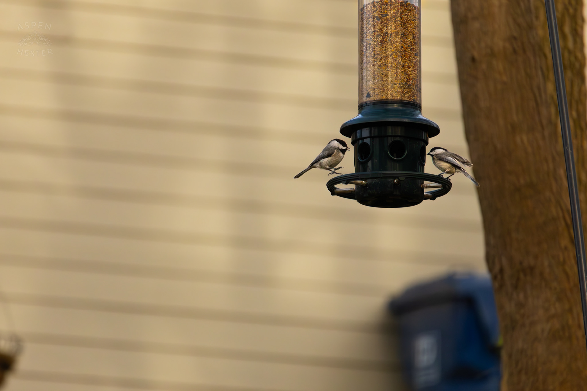 Two Carolina Chickadees Eat From A Birdfeeder in My Neighbor's Yard. March 29th, 2026/Aspen Hester