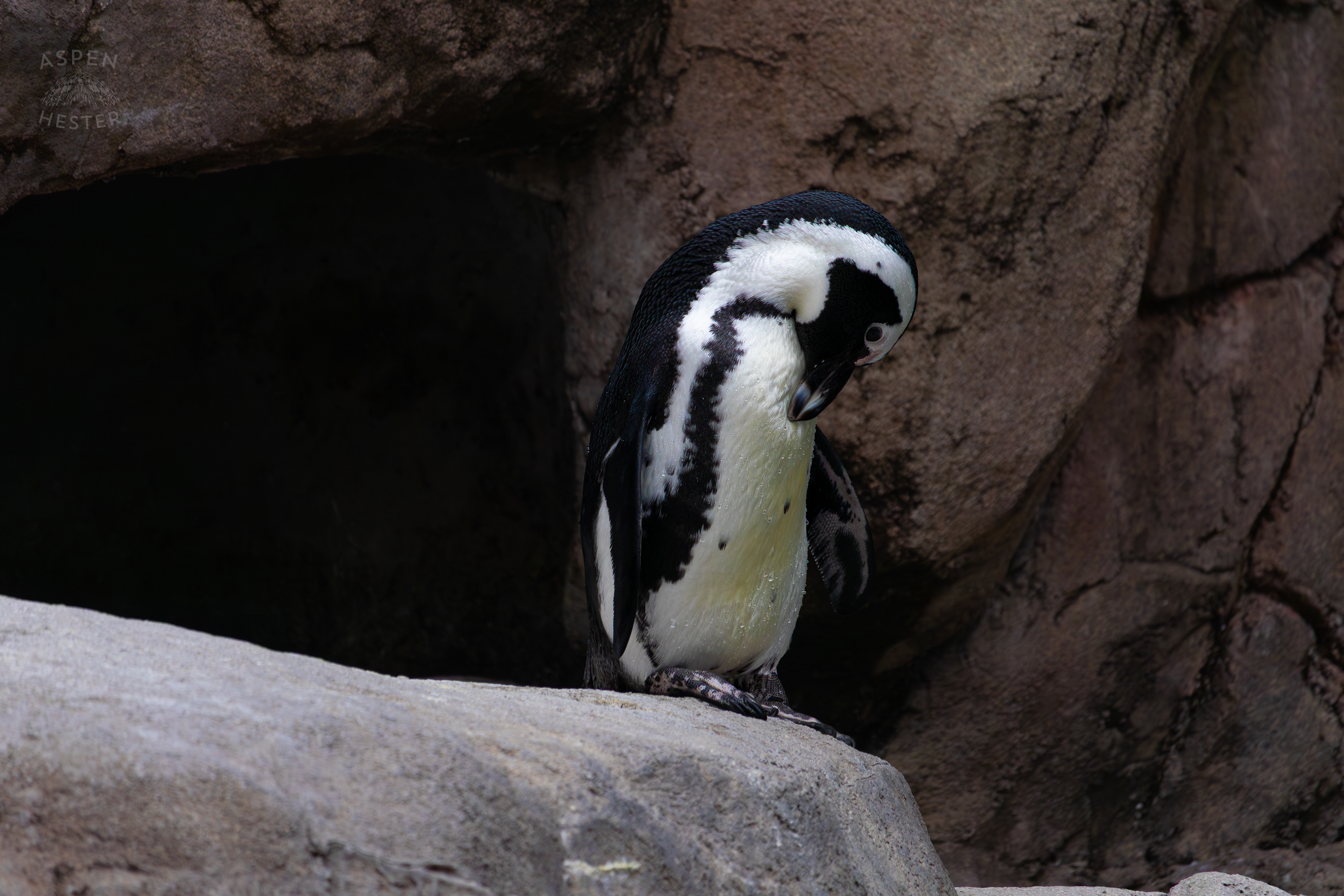 An African Penguin Chilling in Penguin Point Inside The National Aviary in Pittsburgh Pennsylvania. February 26th, 2025/Aspen Hester