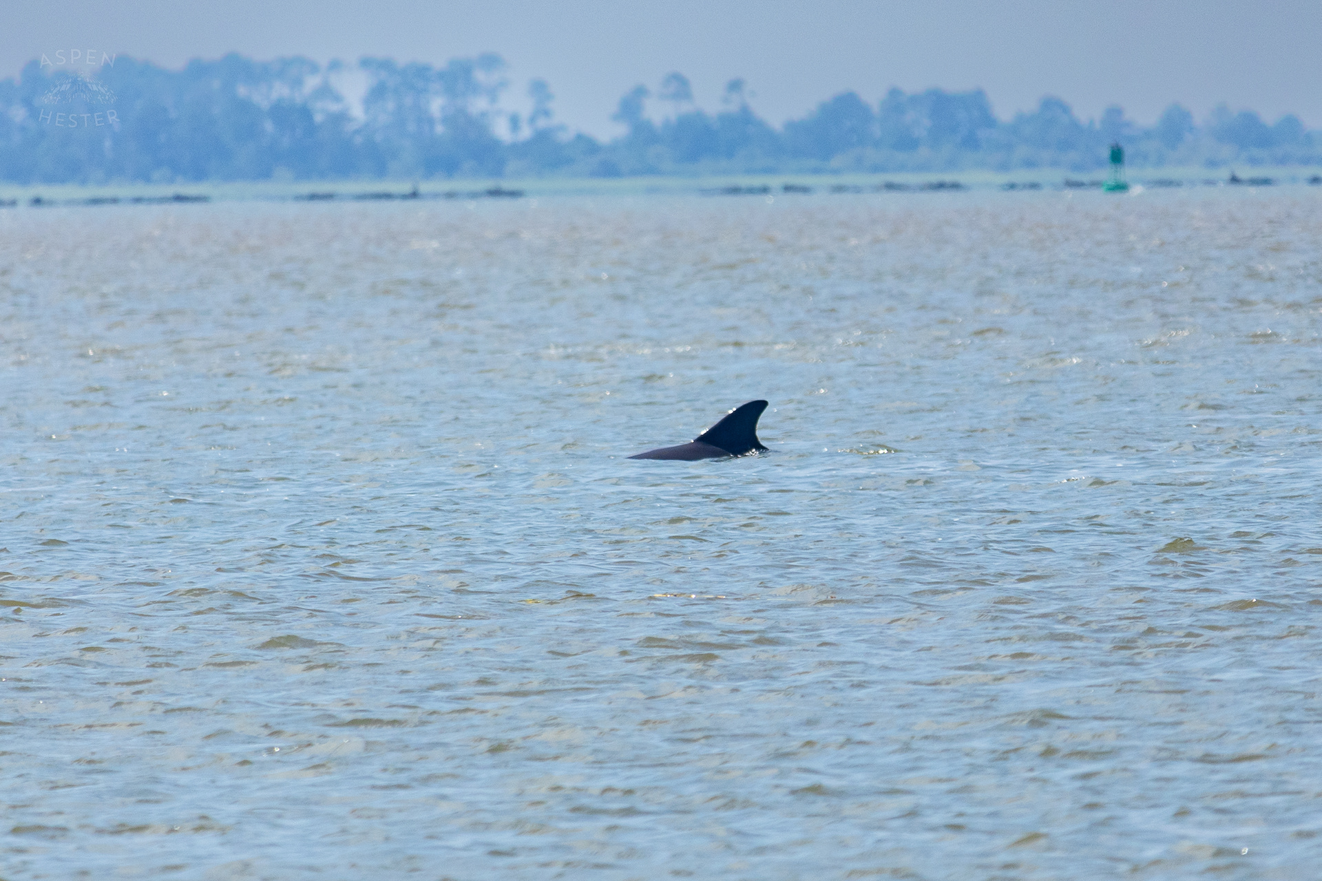 Bottlenose Atlantic Dolphin Swimming Off Tybee Island Georgia. June 25th, 2024/Aspen Hester