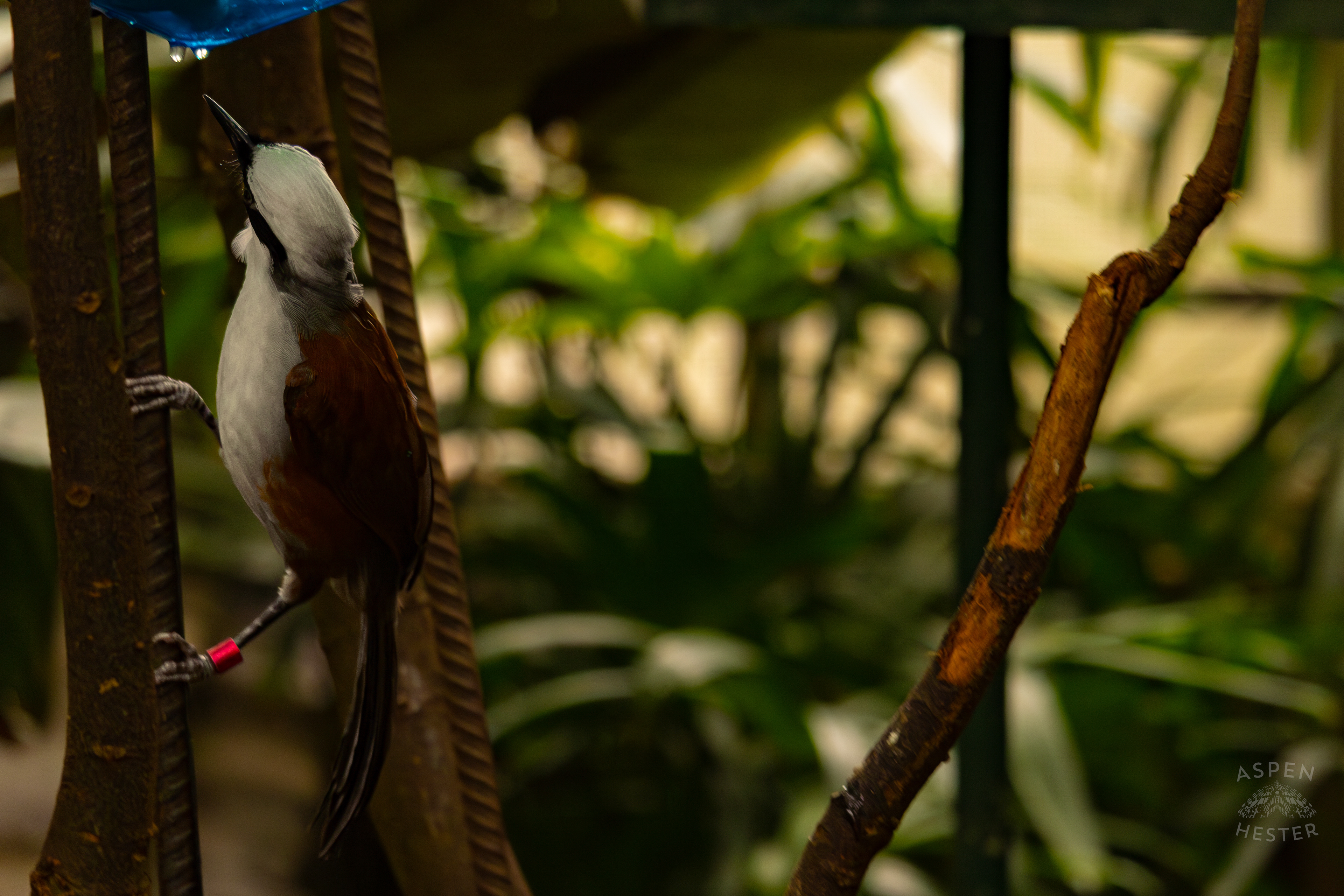 A White-Crested Laughingthrush Takes A Drink in The Rainforest Inside The National Aviary in Pittsburgh Pennsylvania. February 26th, 2025/Aspen Hester