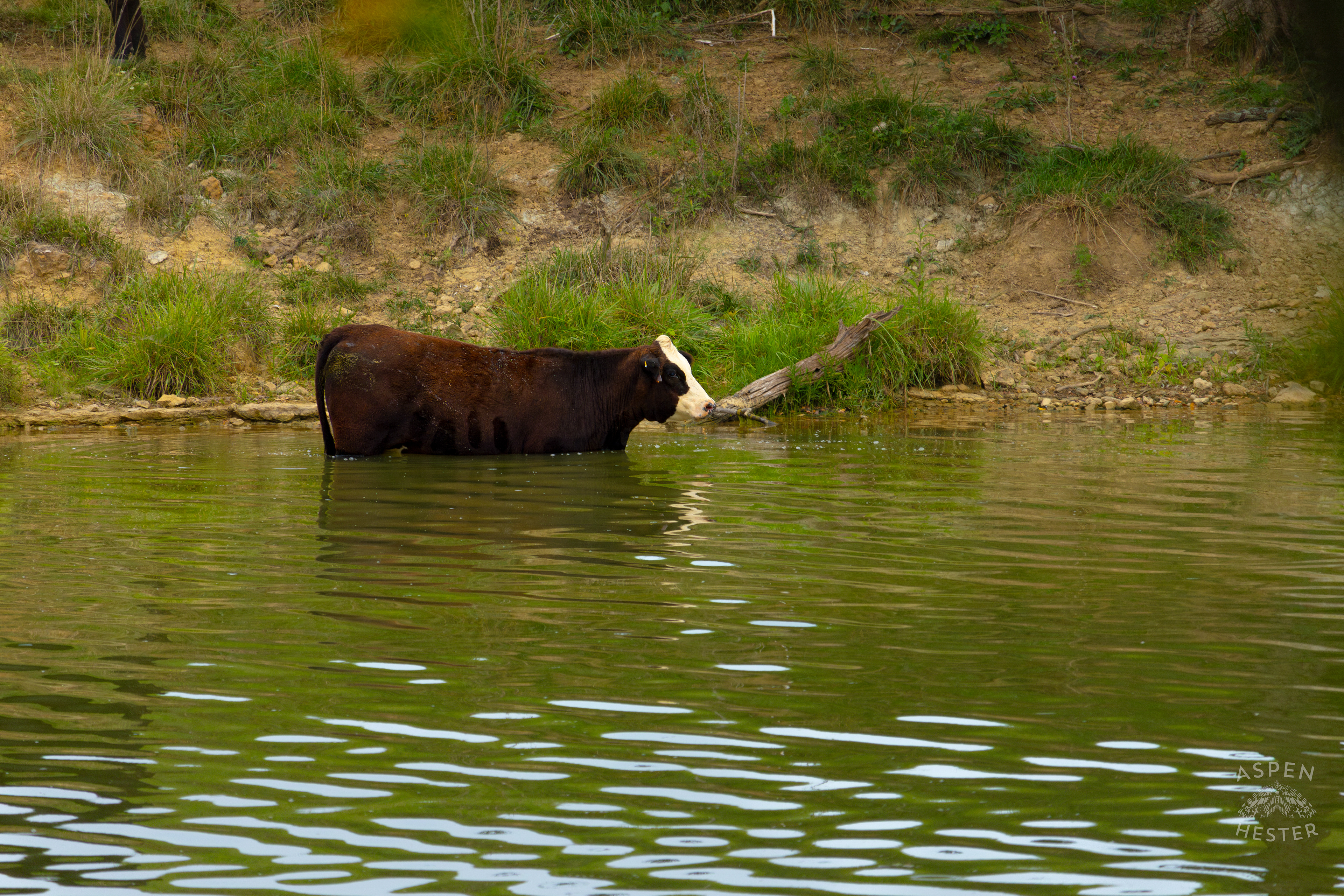 A Cow Wading in the Cool Waters of Reformatory Lake. August 12th, 2024/Aspen Hester