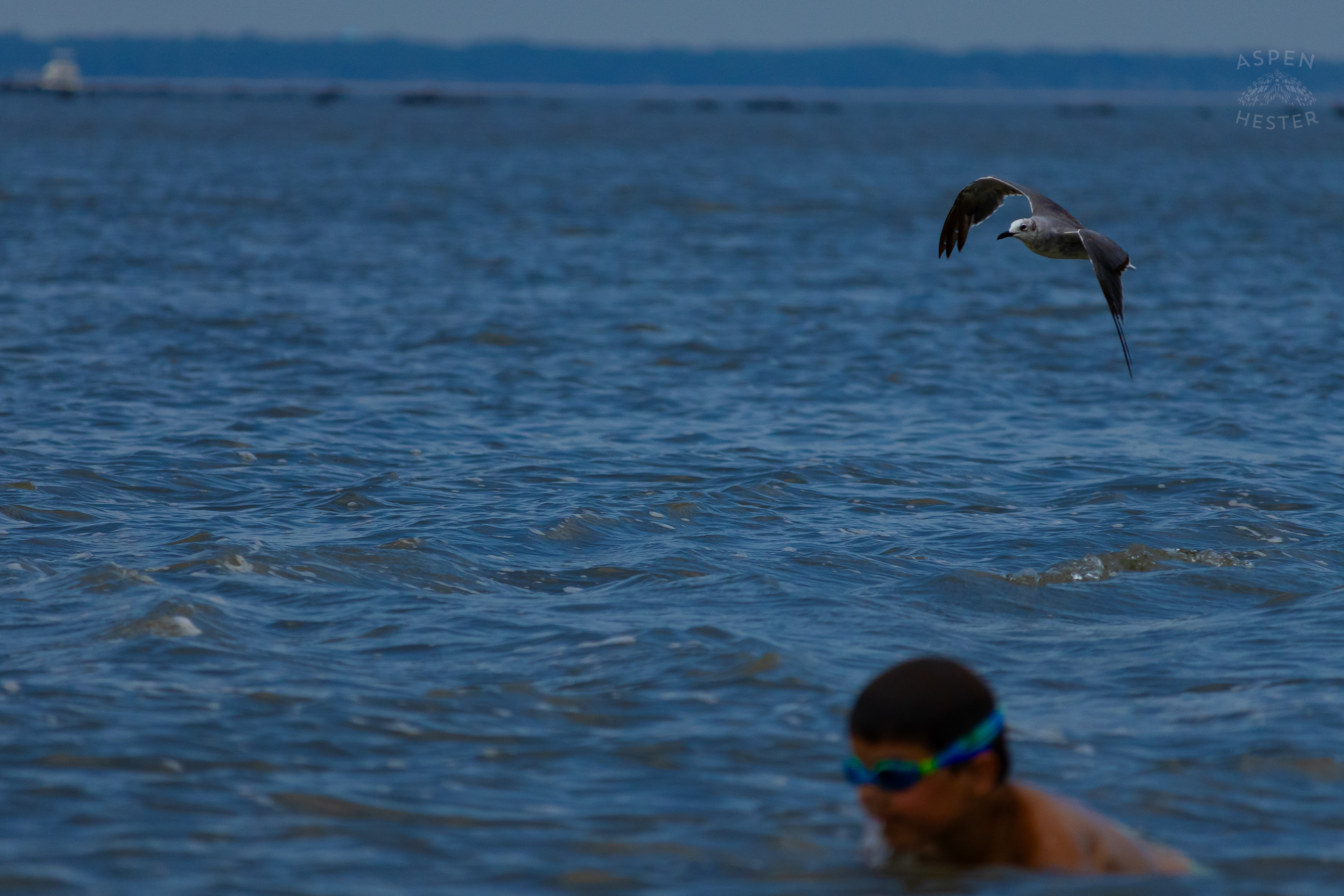 Seagull Flying On Tybee Island Georgia. June 24th, 2024/Aspen Hester