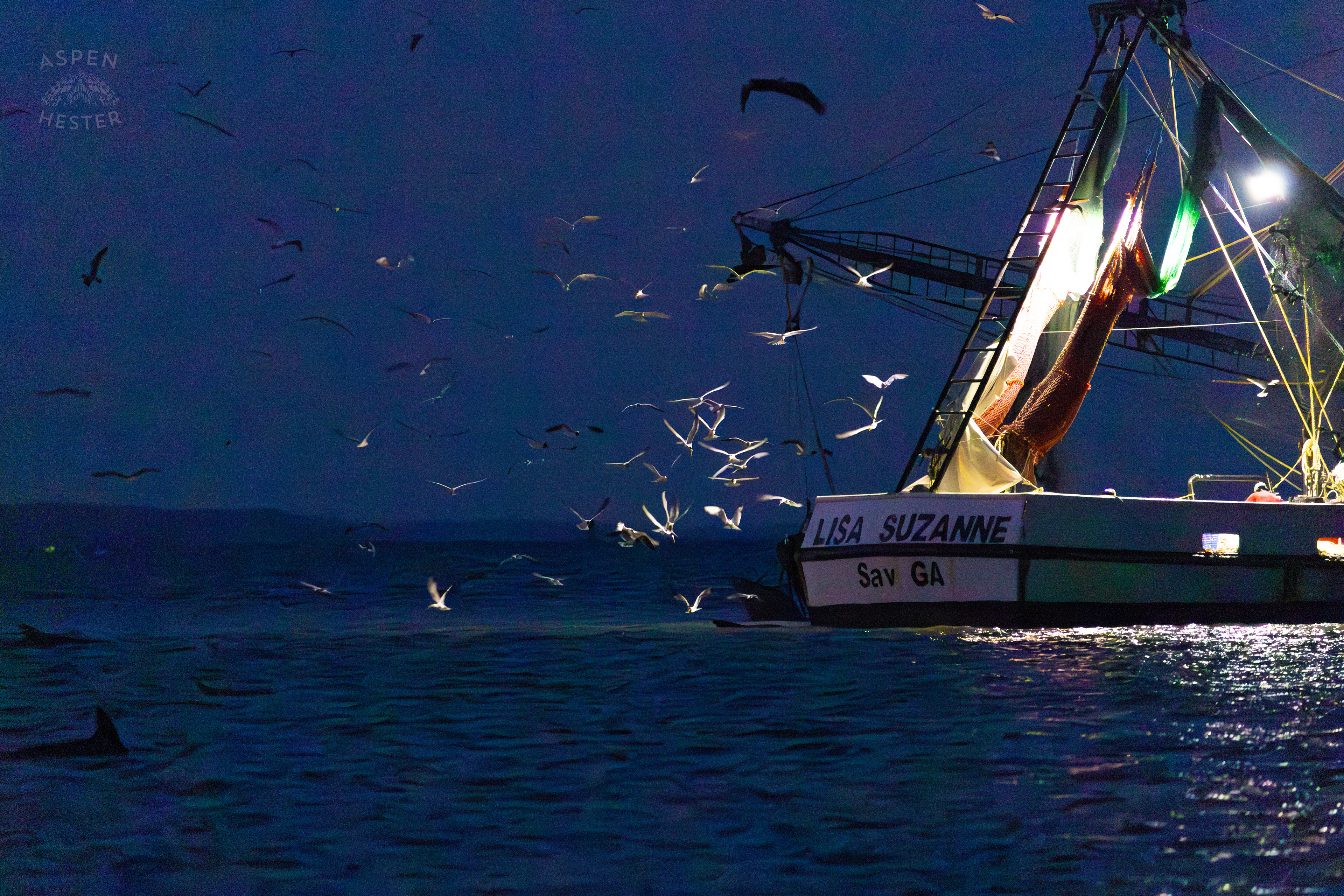 Birds Flocking and Dolphins Swimming Behind The ‘Lisa Suzanne’ in The Waters of Tybee Island Georgia. June 25th, 2024/Aspen Hester