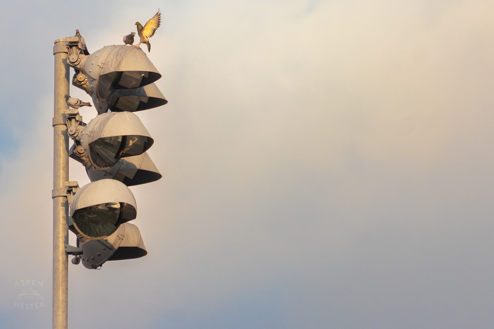 Pigeons Coming to A Rest On A Track Flood Light Overlooking The Thanksgiving Day Festivities At Churchill Downs. November 28th, 2024/Aspen Hester