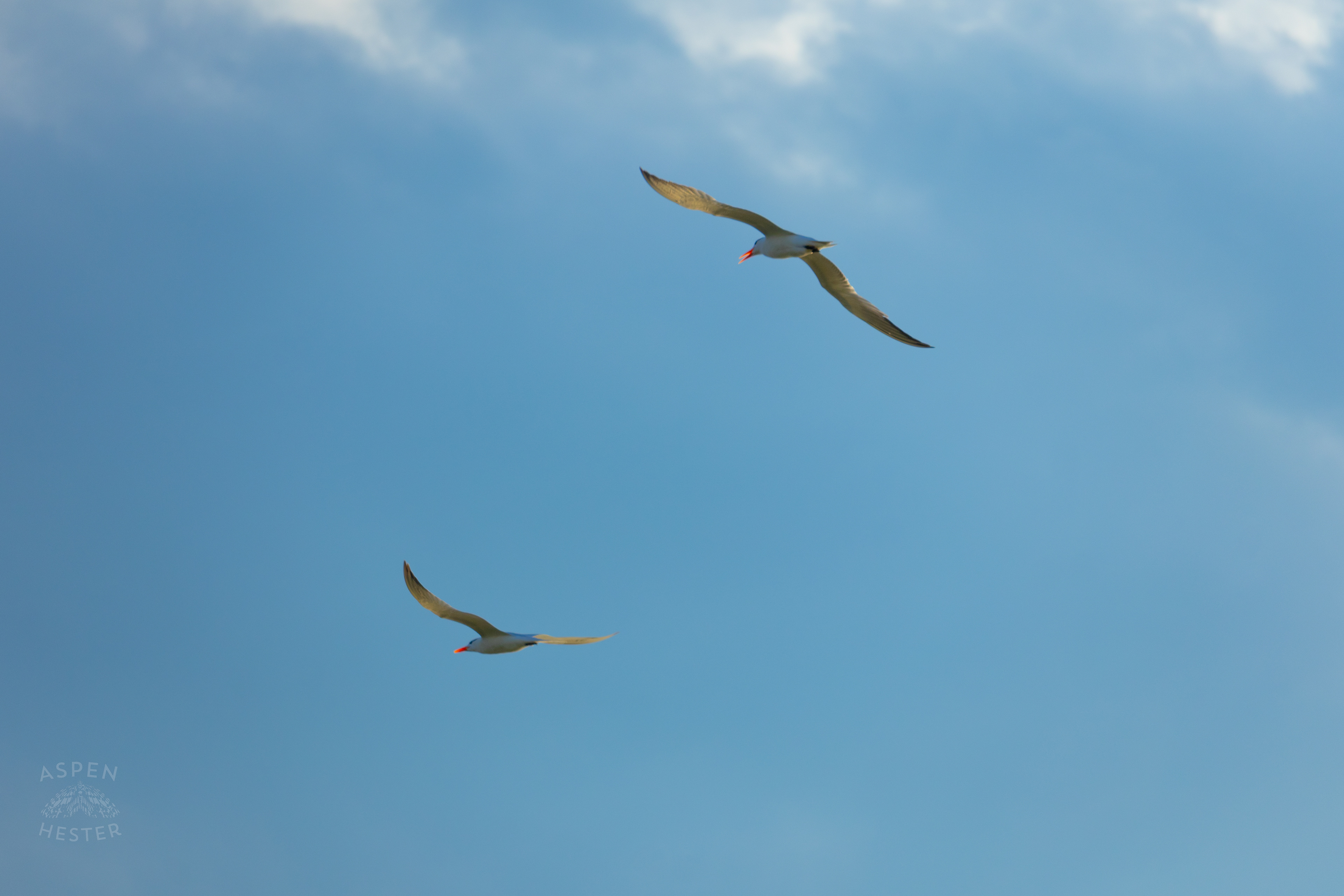 Seagulls Flying Over Tybee Island Georgia. June 23rd, 2024/Aspen Hester