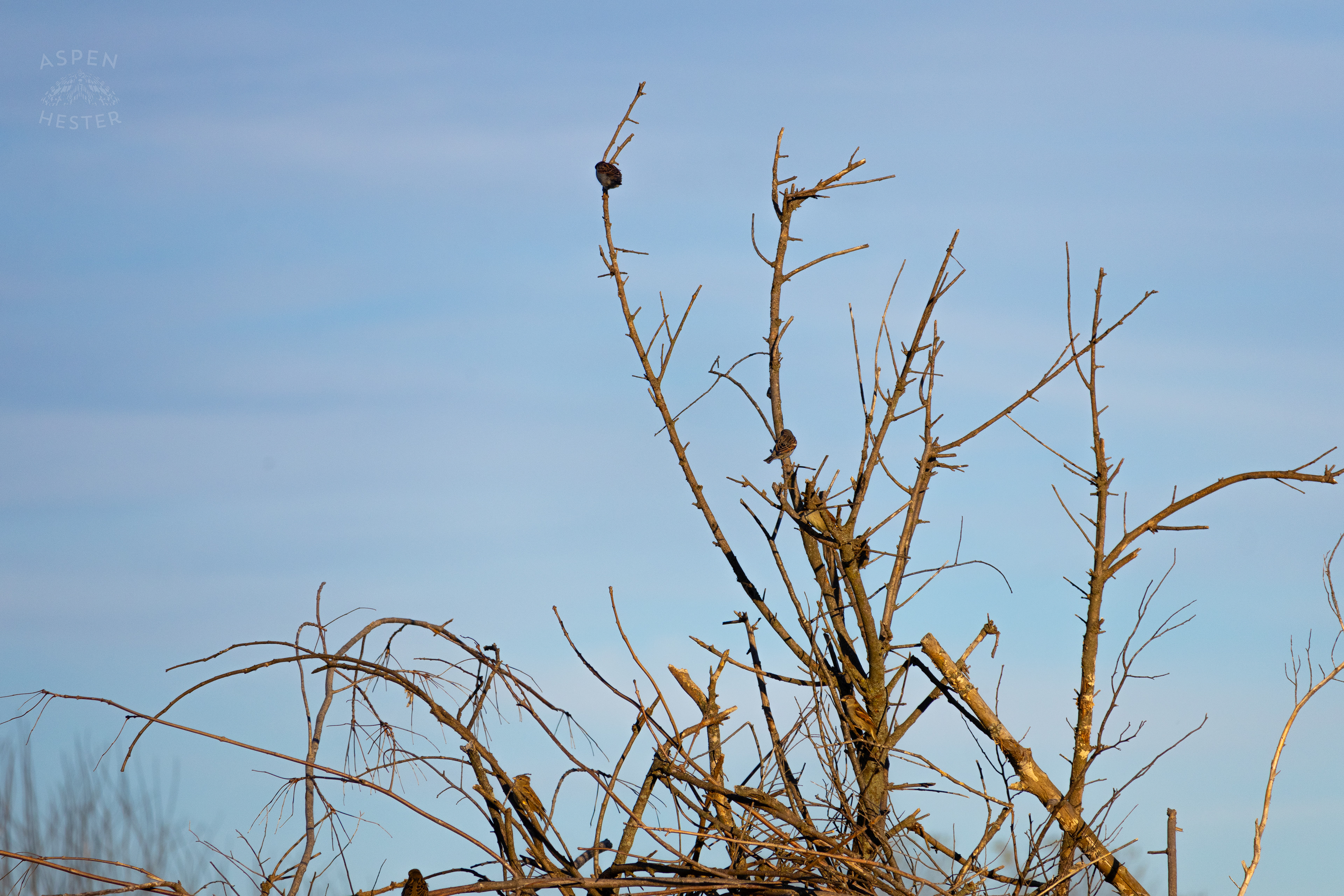 House Sparrows Resting on Skinner Farms Thanksgiving Turkey Pick Up Day. November 24th, 2024/Aspen Hester