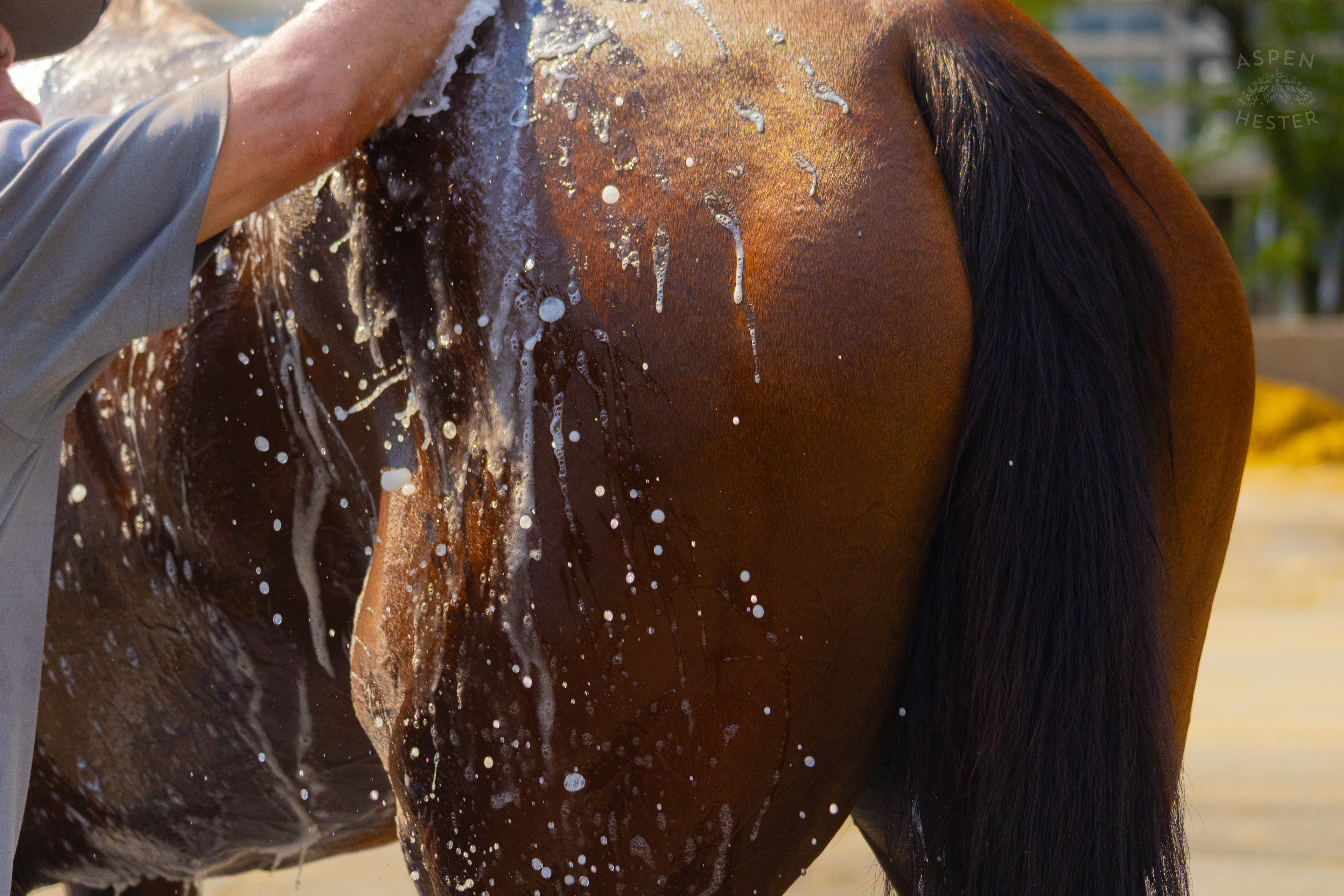 Bath Time for Horse Pharoah’s Wine. June 21st, 2024/Aspen Hester